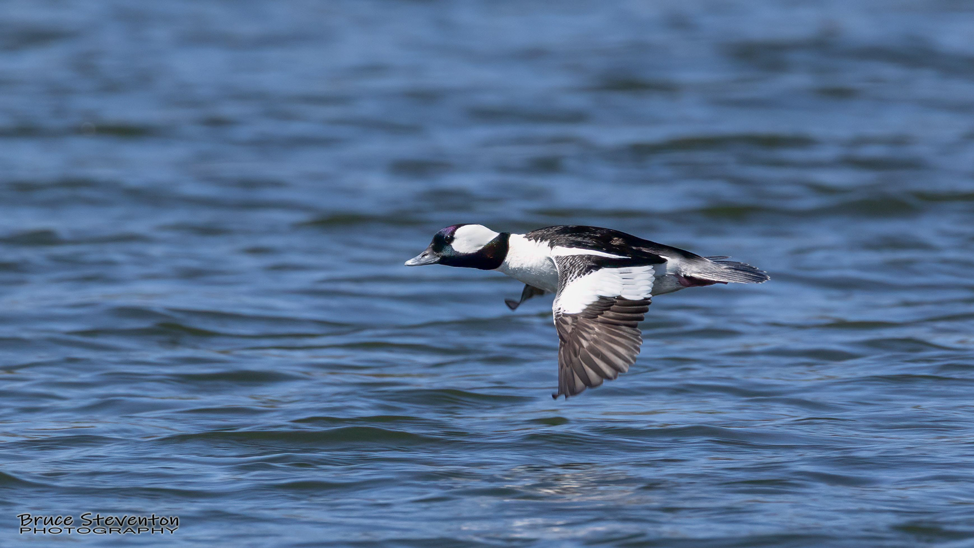 Bufflehead - Addison, VT