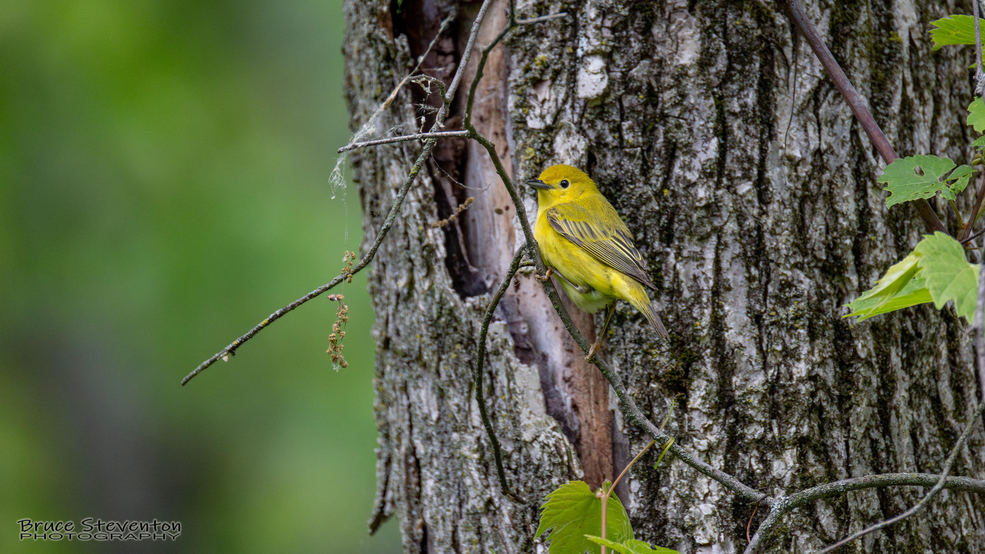 Yellow Warbler