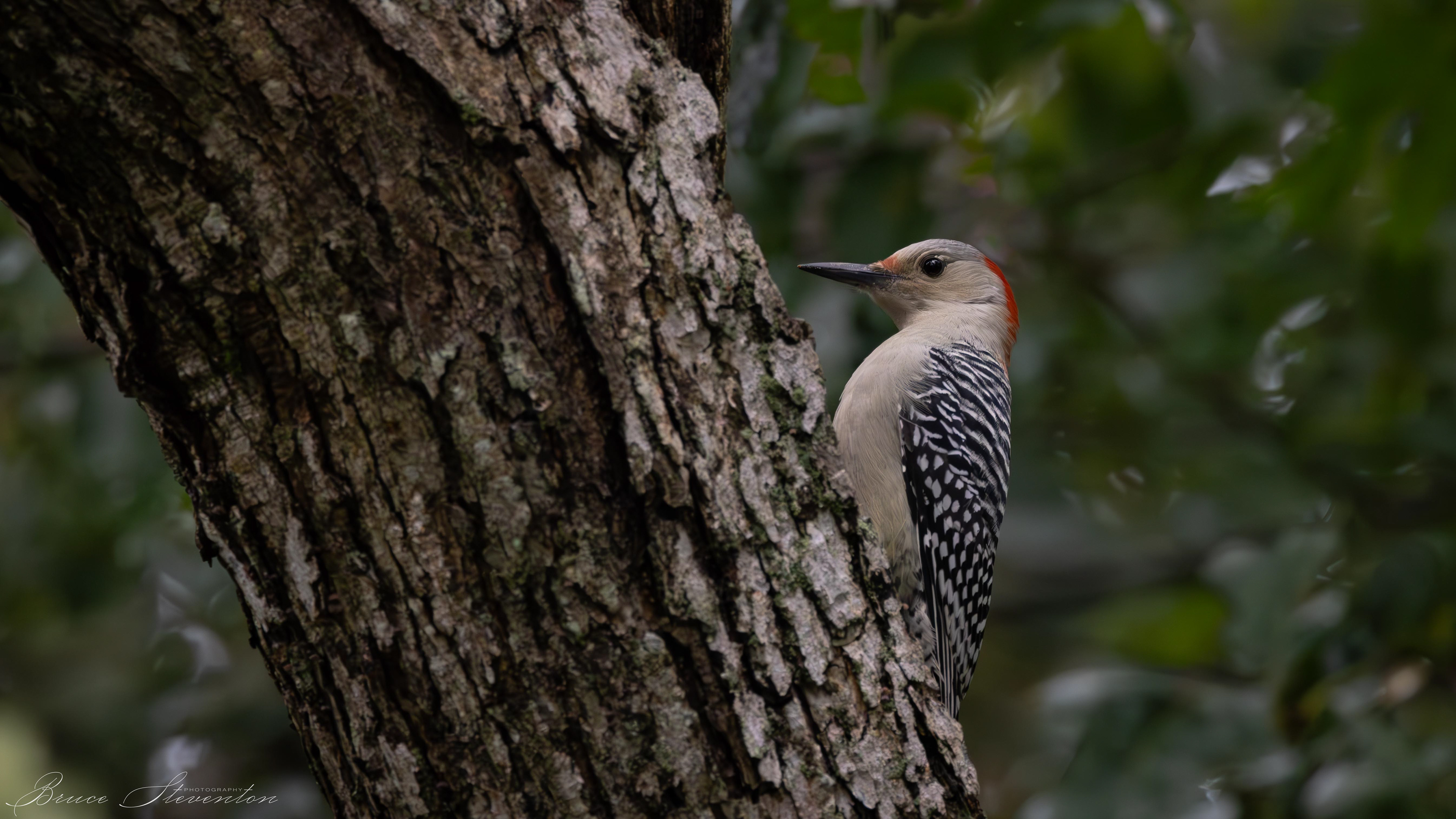 Red-bellied Woodpecker