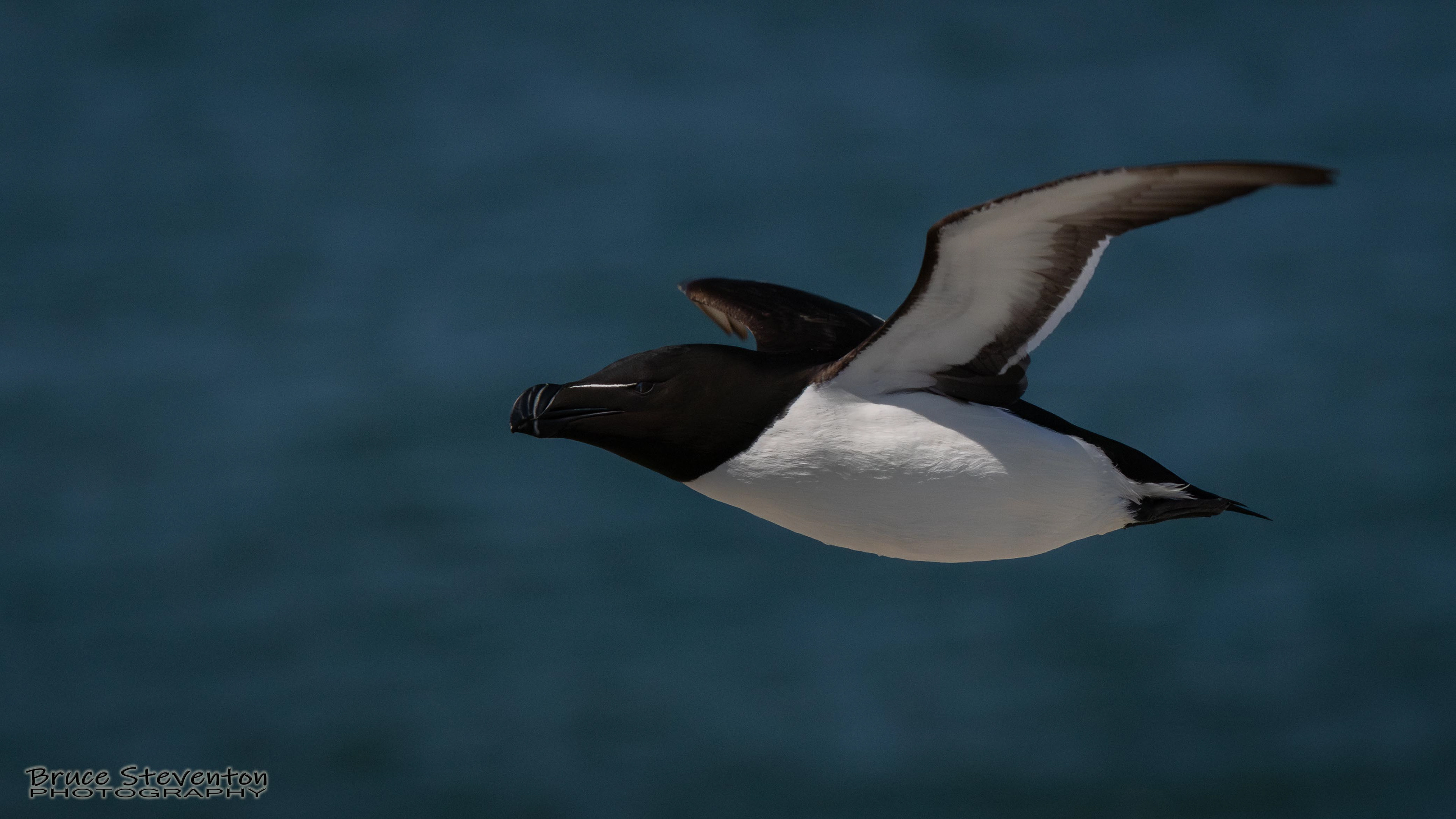 Razorbill