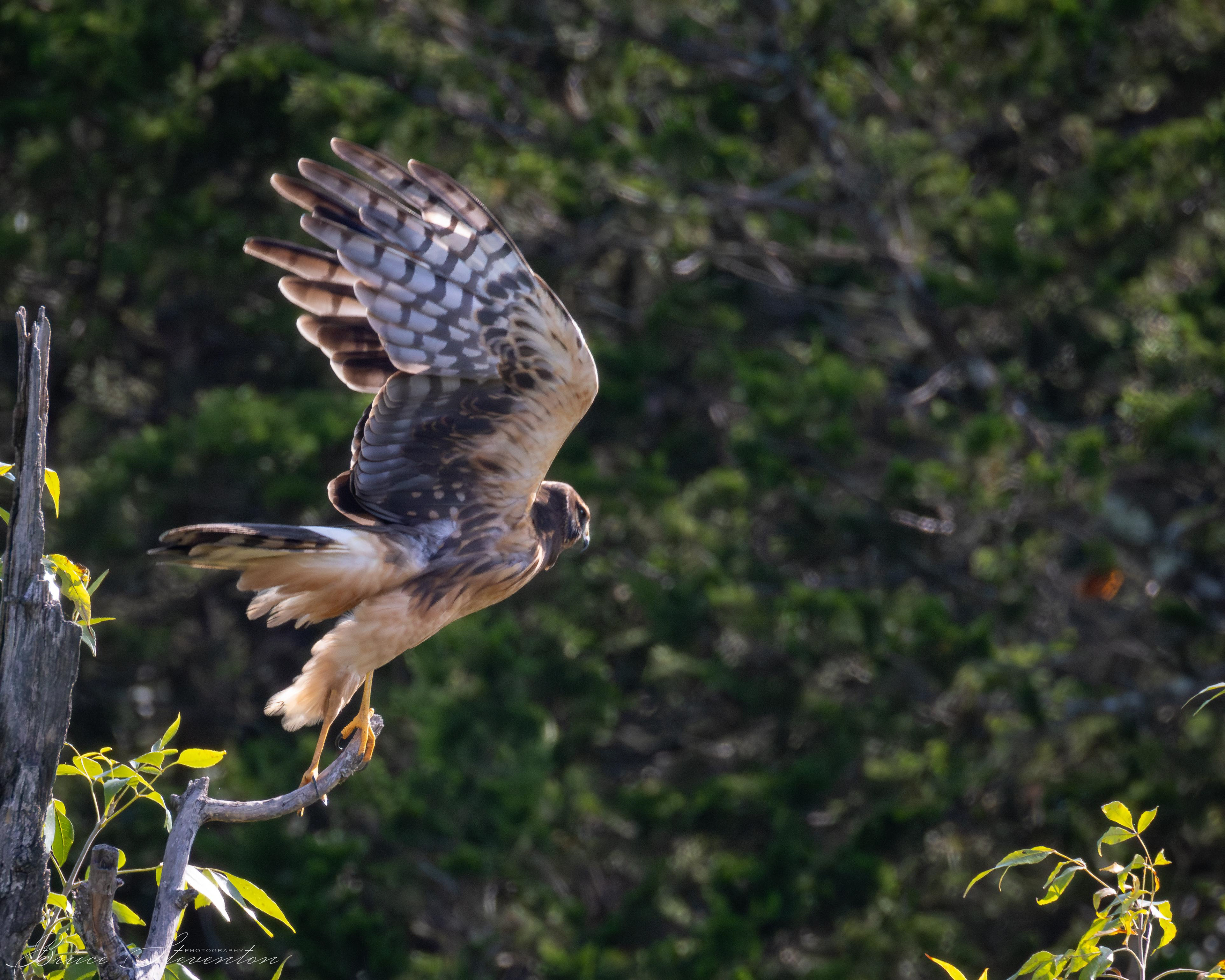 Northern Harrier