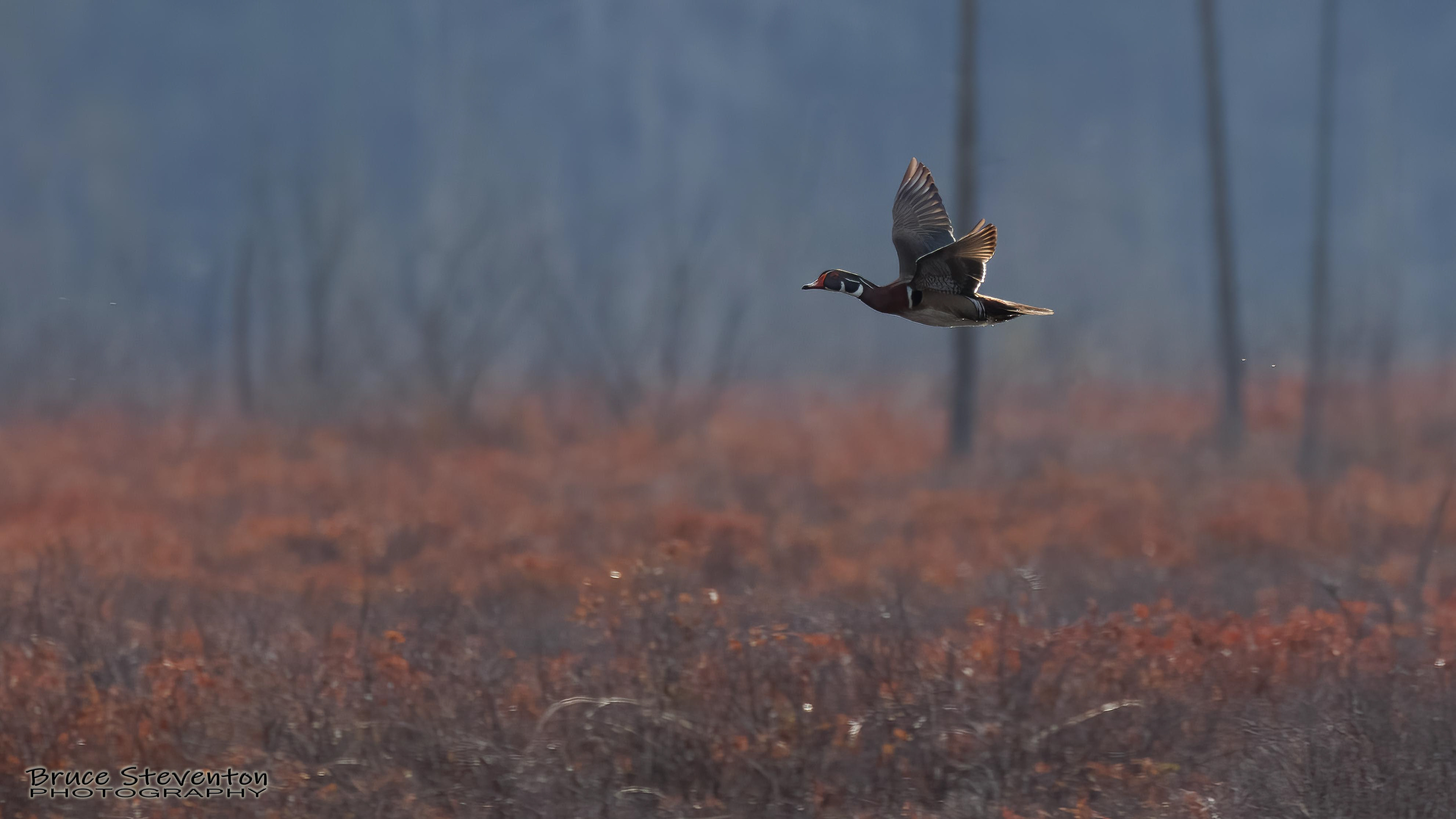 Wood Duck (M) - Bristol, VT