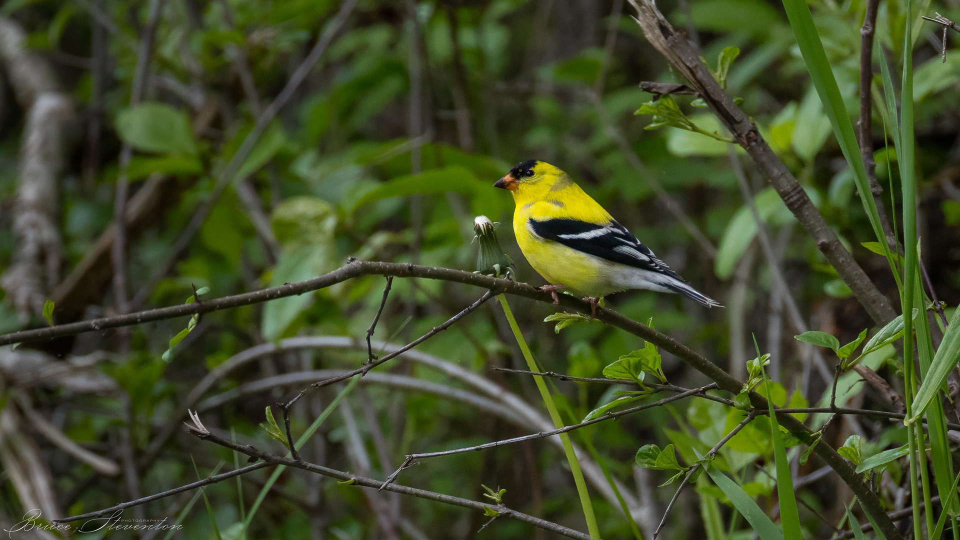 Goldfinch (M)