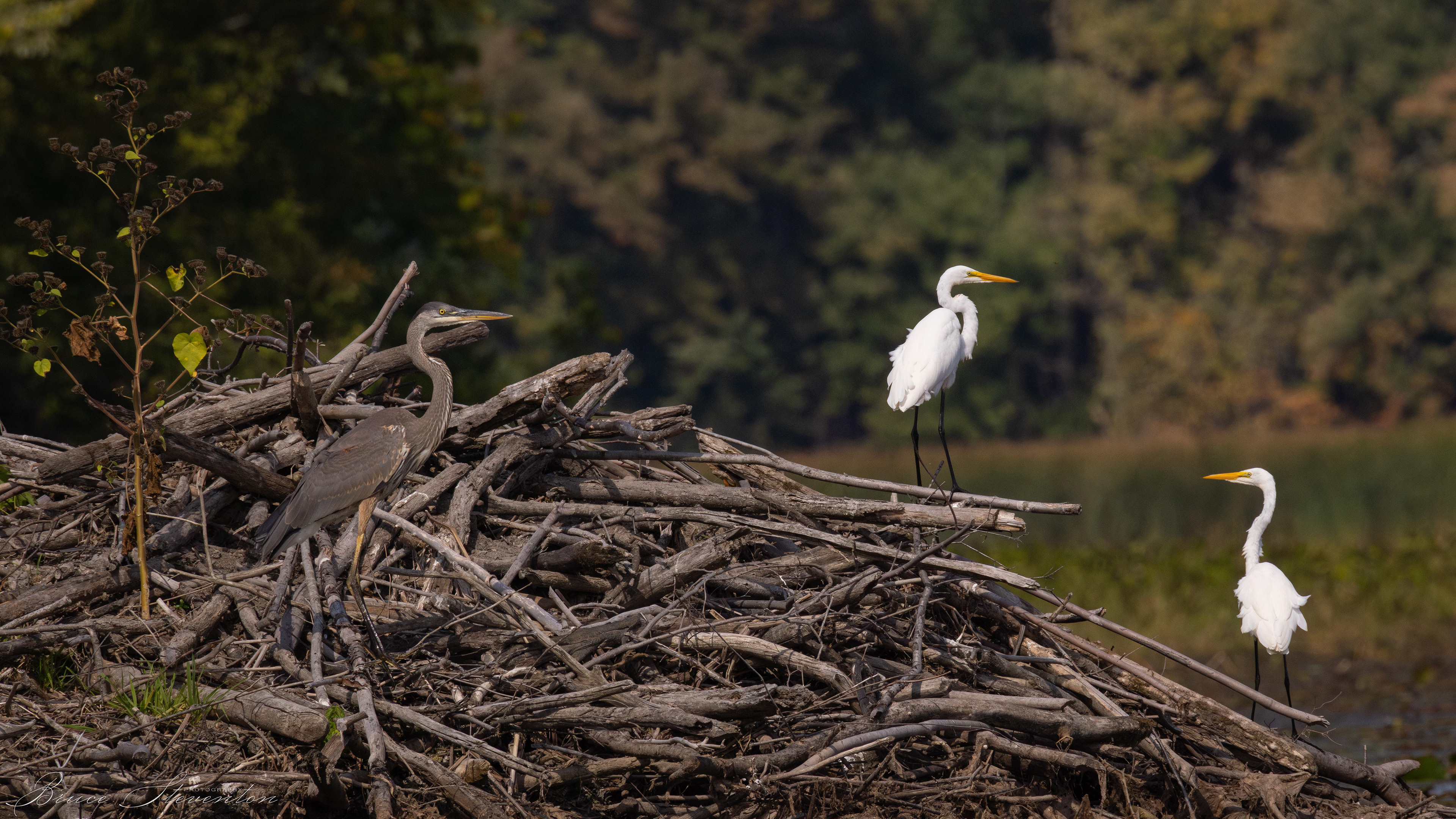 Great Blue Heron & Great Egret