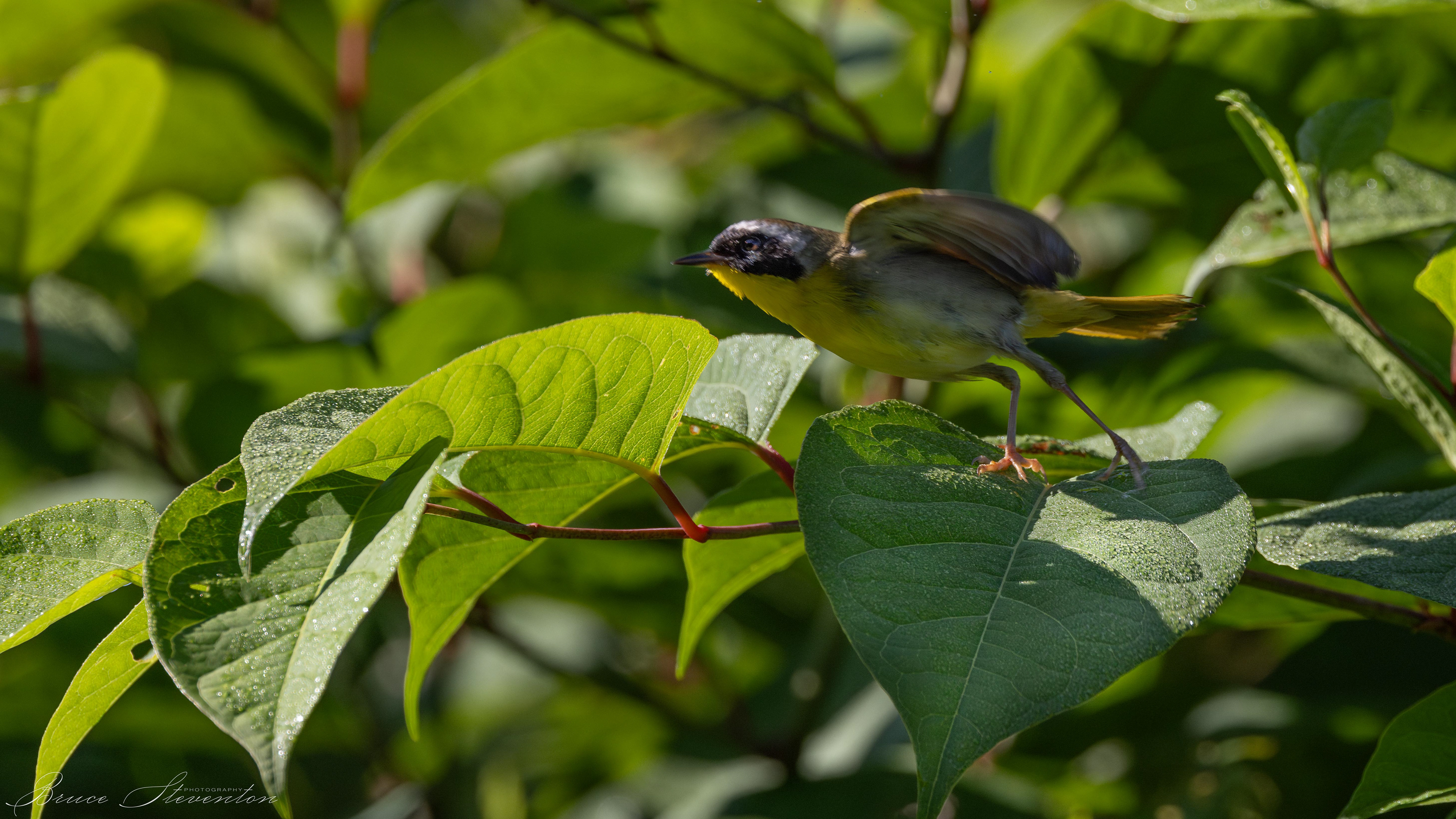 Common Yellowthroat taking off