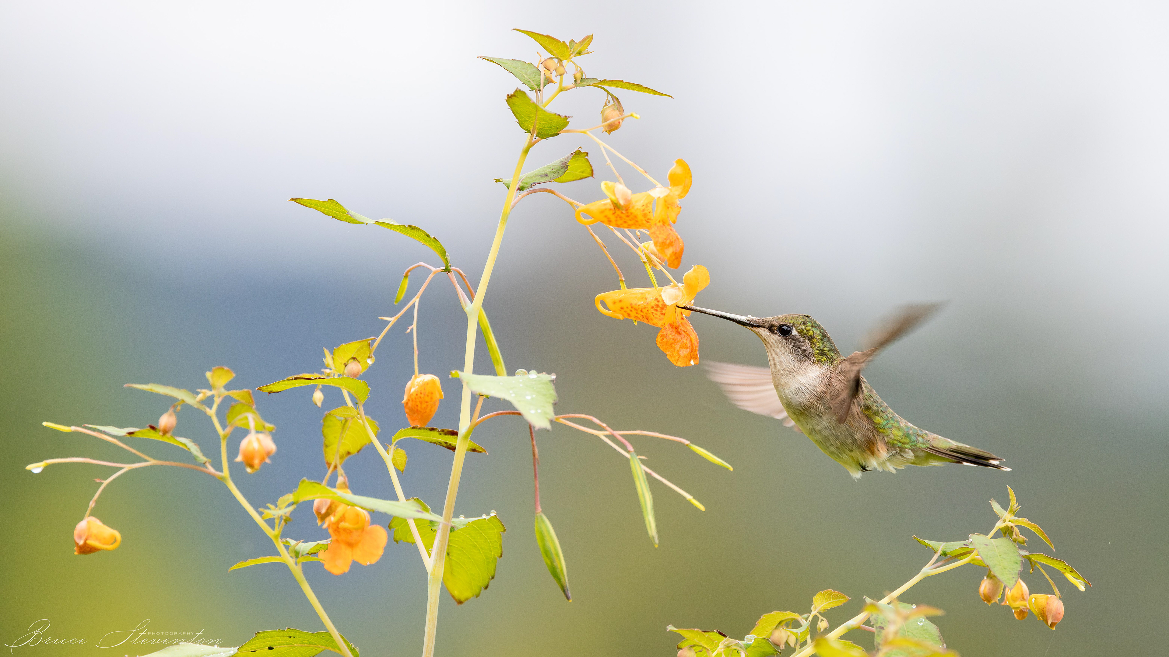 Ruby-throated Hummingbird on Jewel Weed