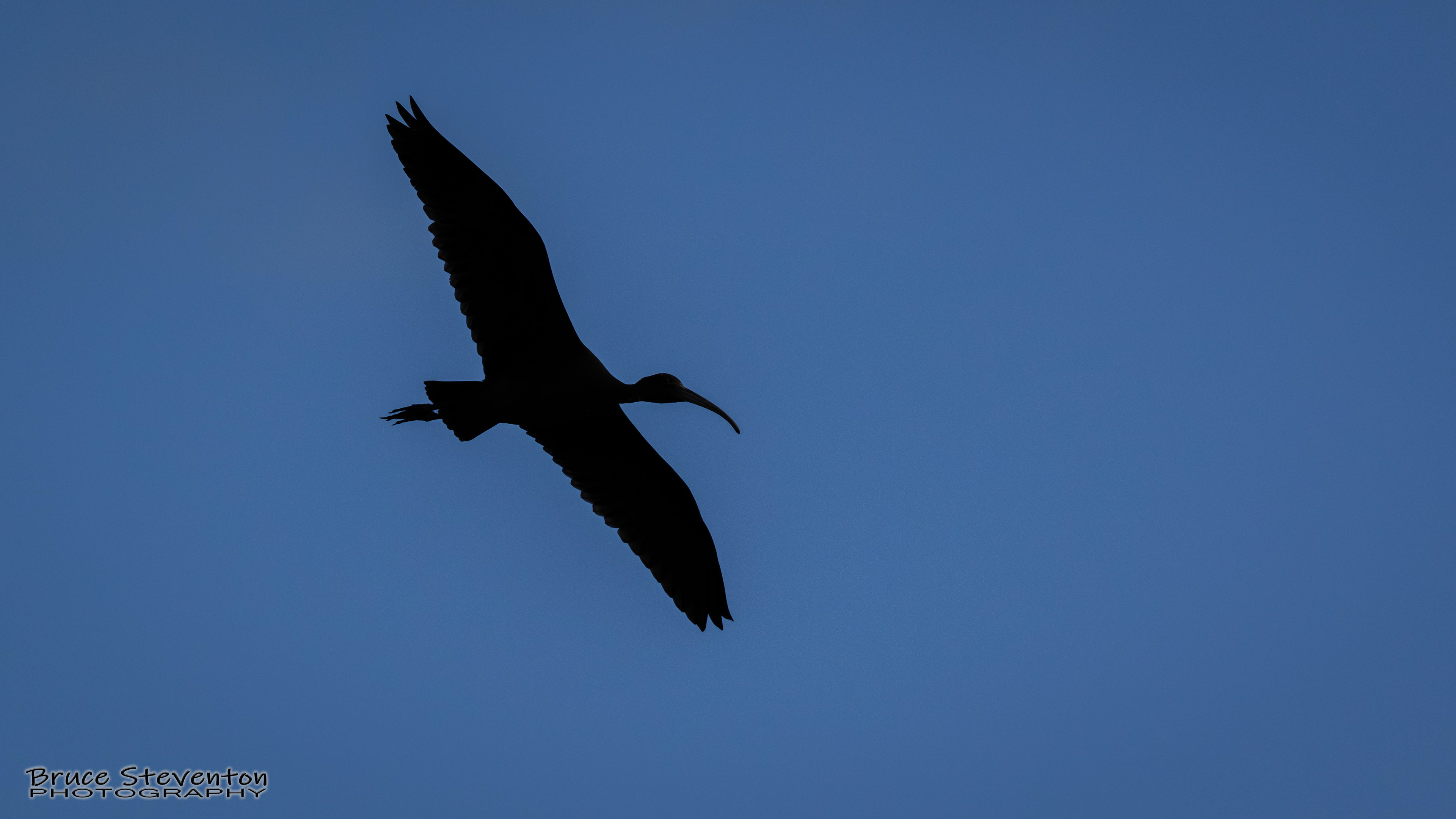 Glossy Ibis