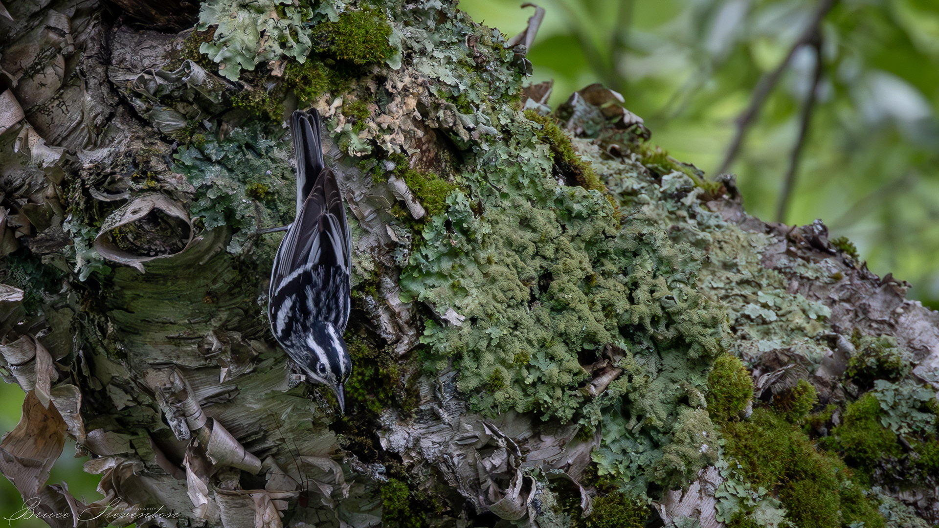 Black-and-White Warbler