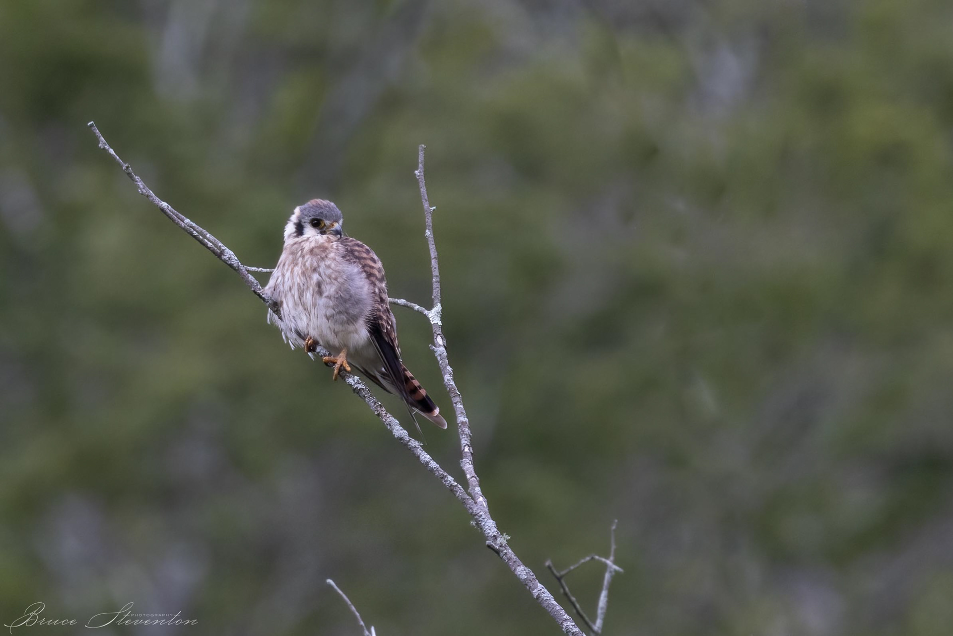 American Kestrel - Rochester, VT