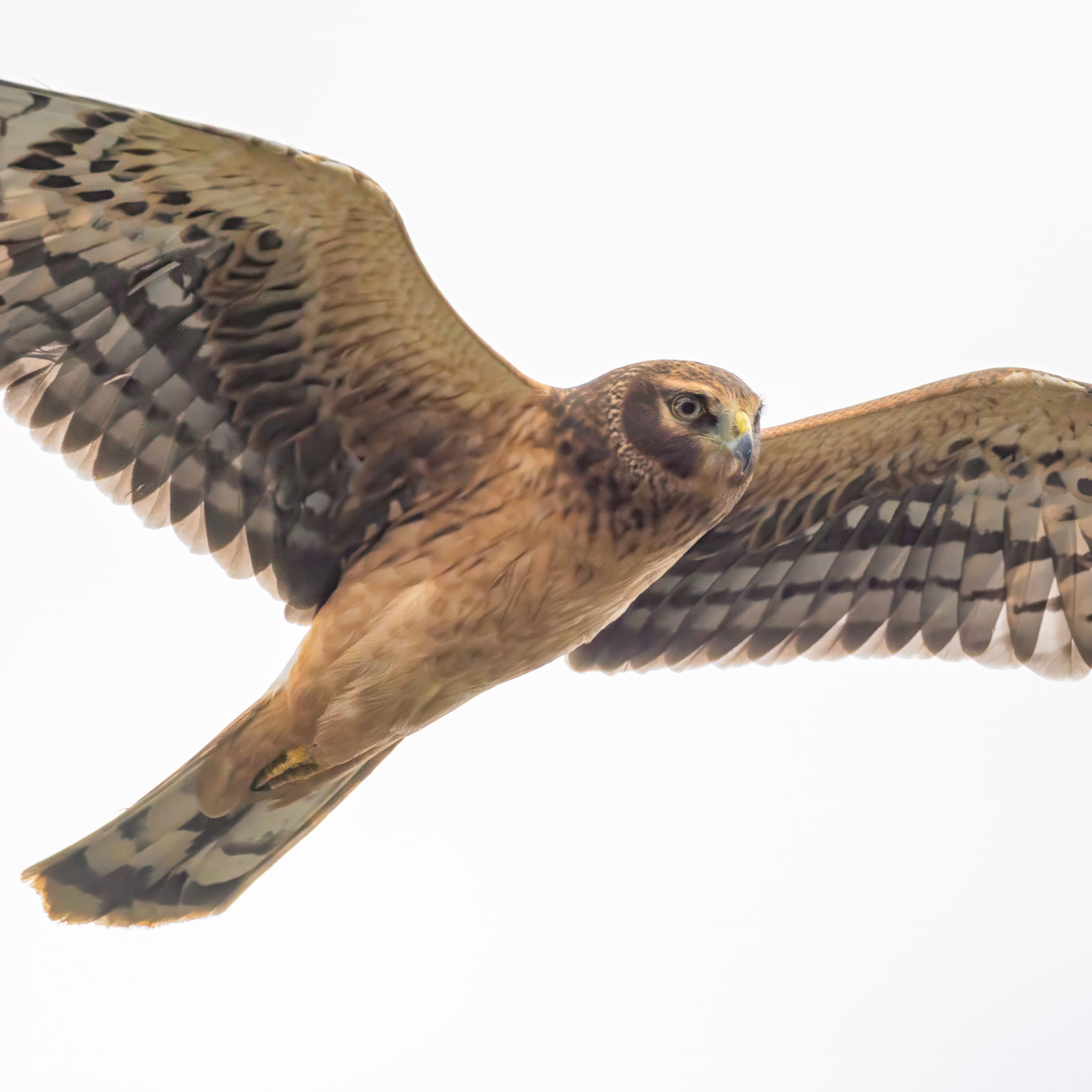 Northern Harrier