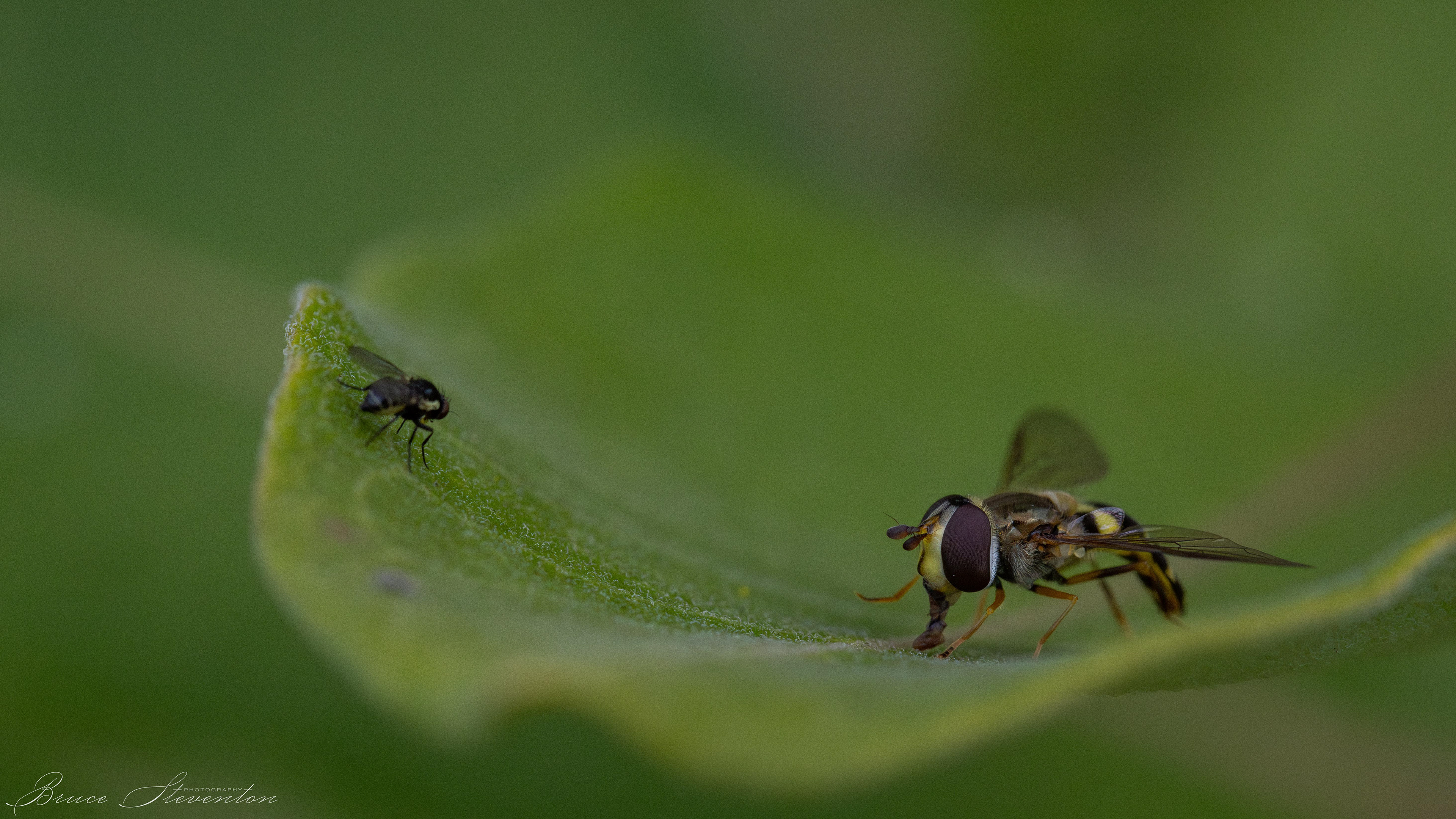 Hoverfly with a friend on Milkweed
