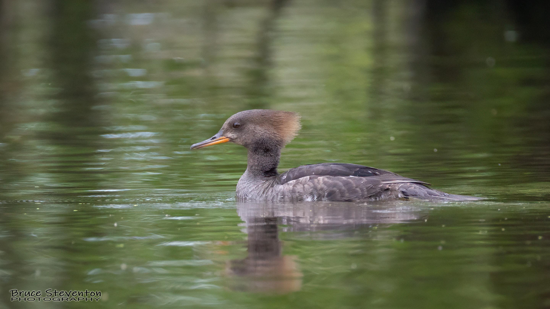 Hooded Merganser (F) - Vergennes, VT