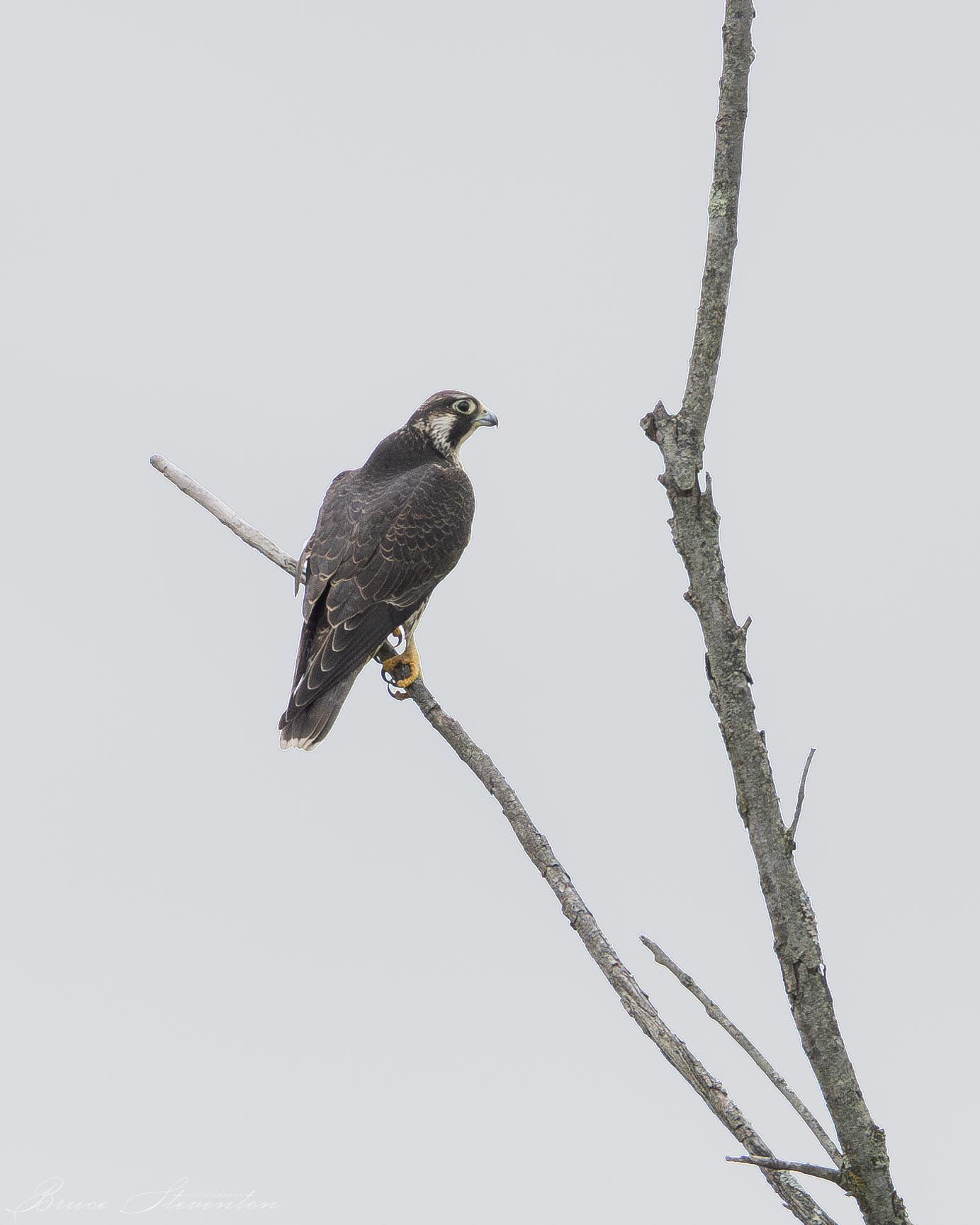 Peregrine Falcon