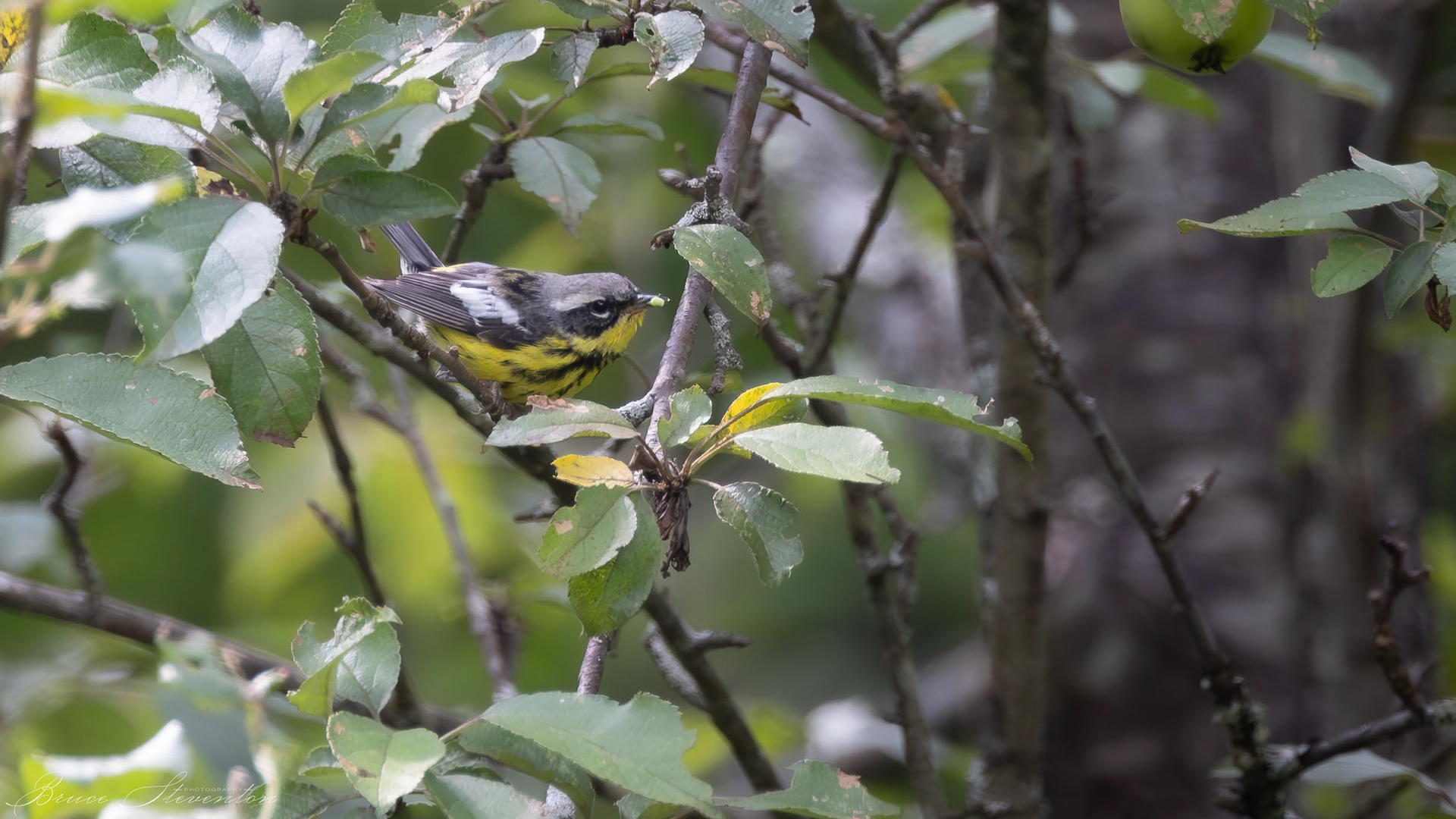 Magnolia Warbler - Male