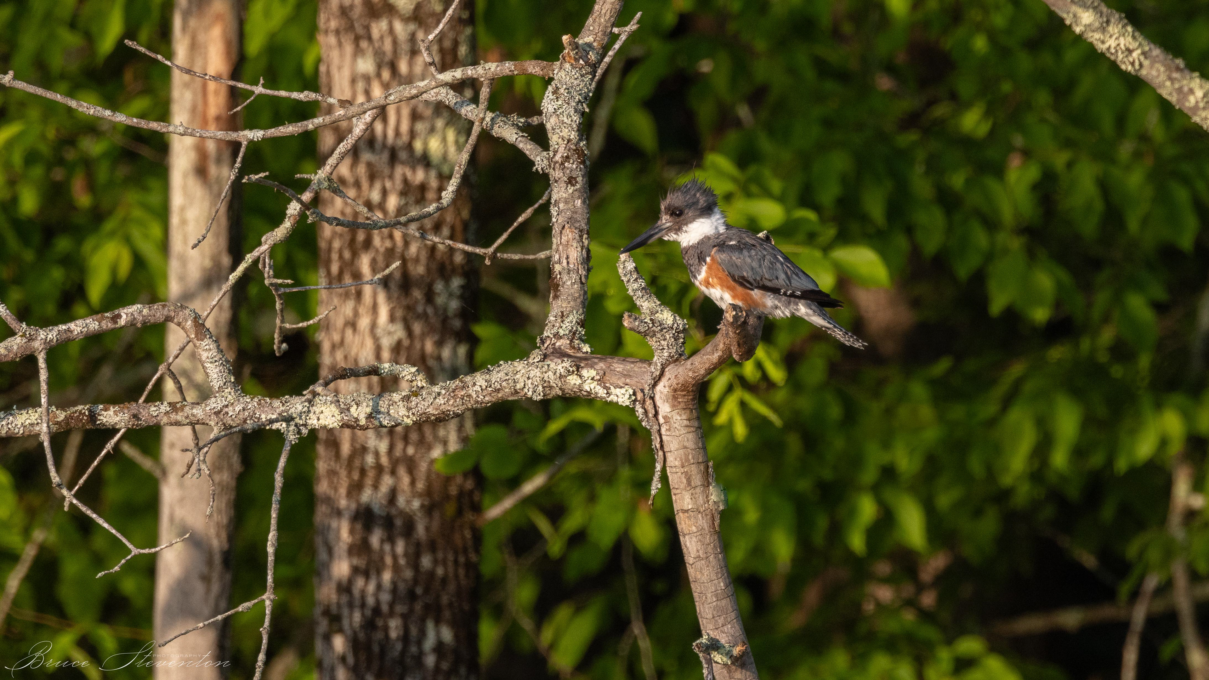 Belted Kingfisher