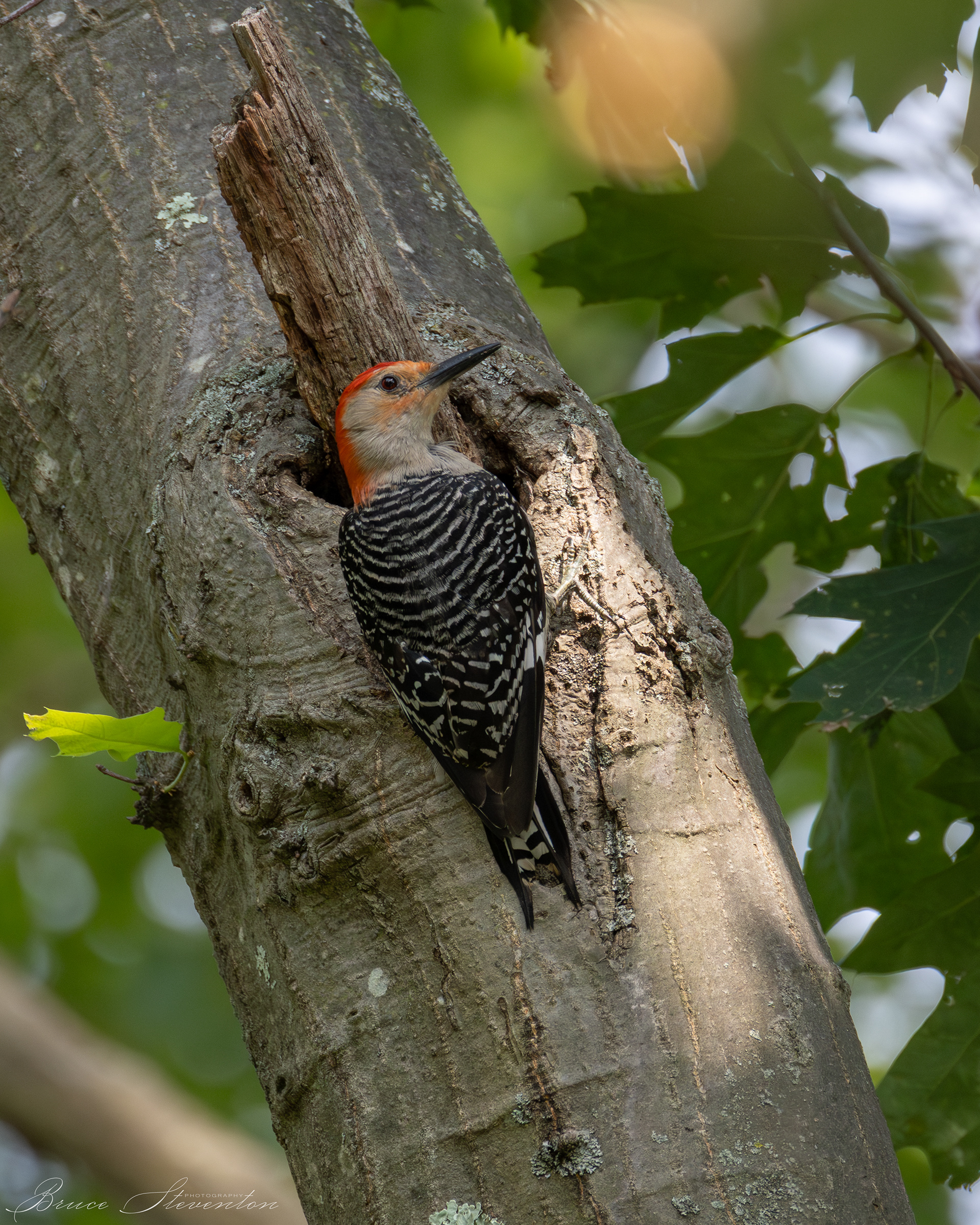 Red-bellied Woodpecker