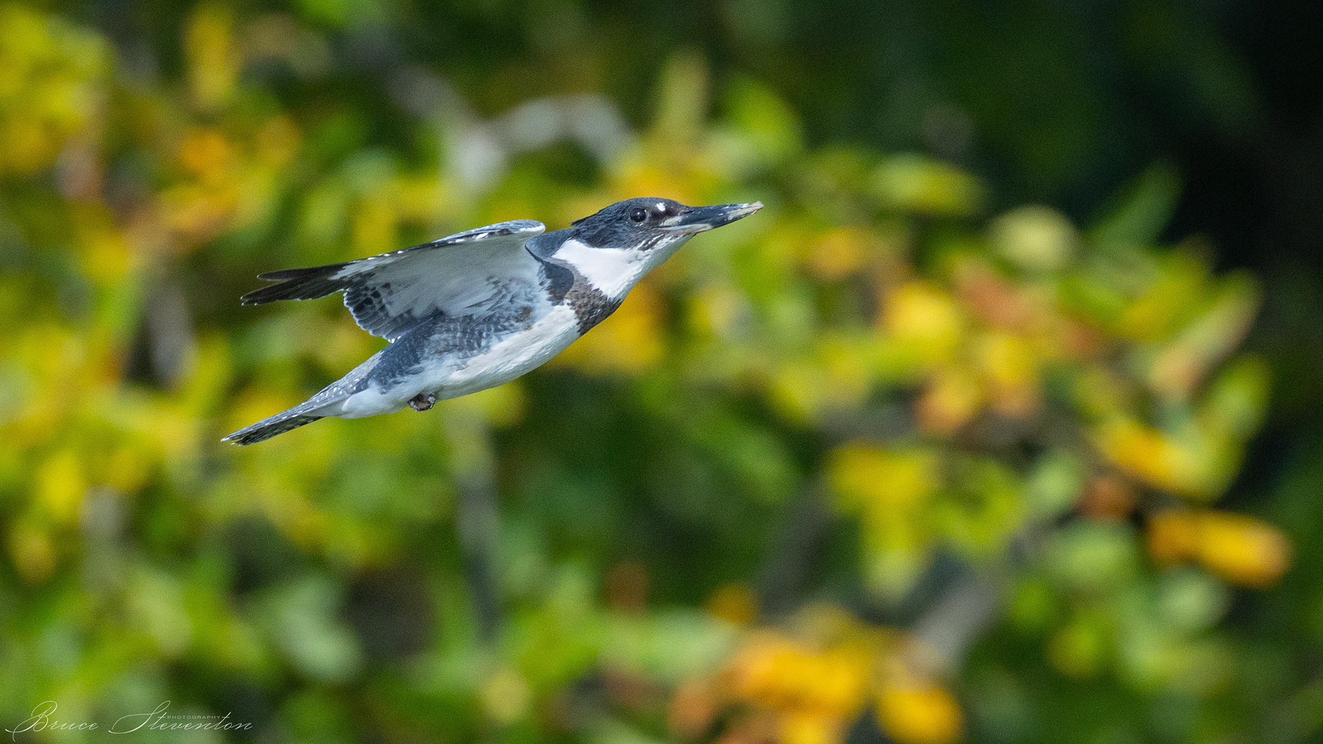 Belted Kingfisher (M)