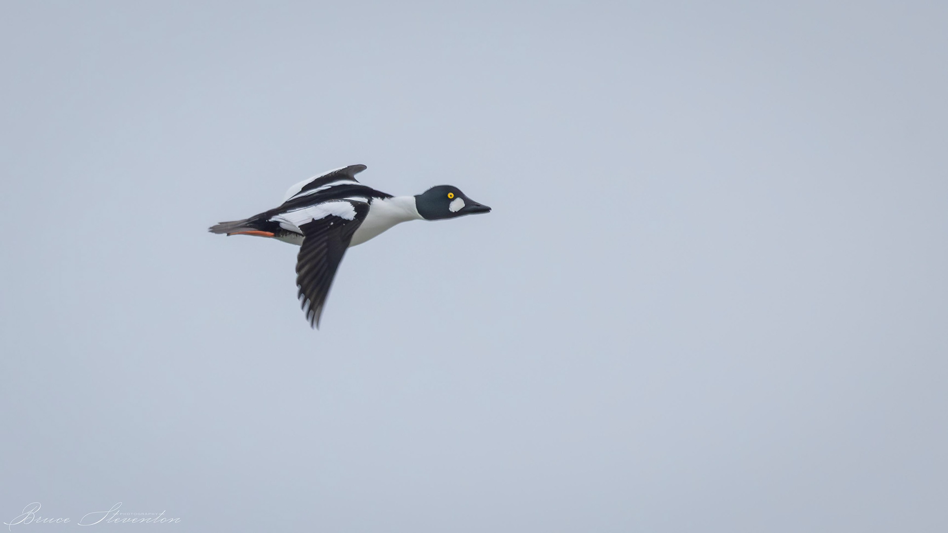 Common Goldeneye (Male)