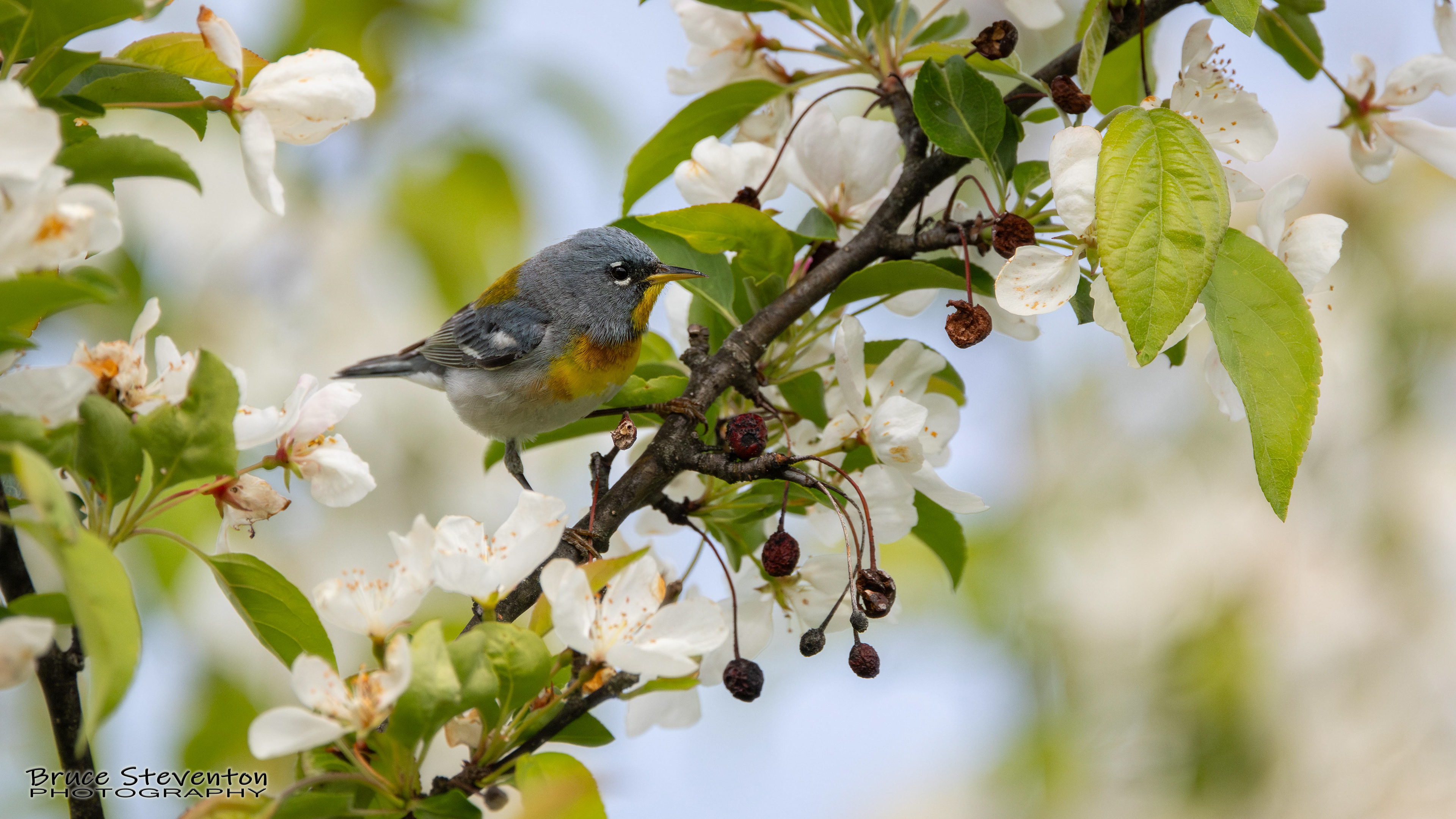 Northern Parula