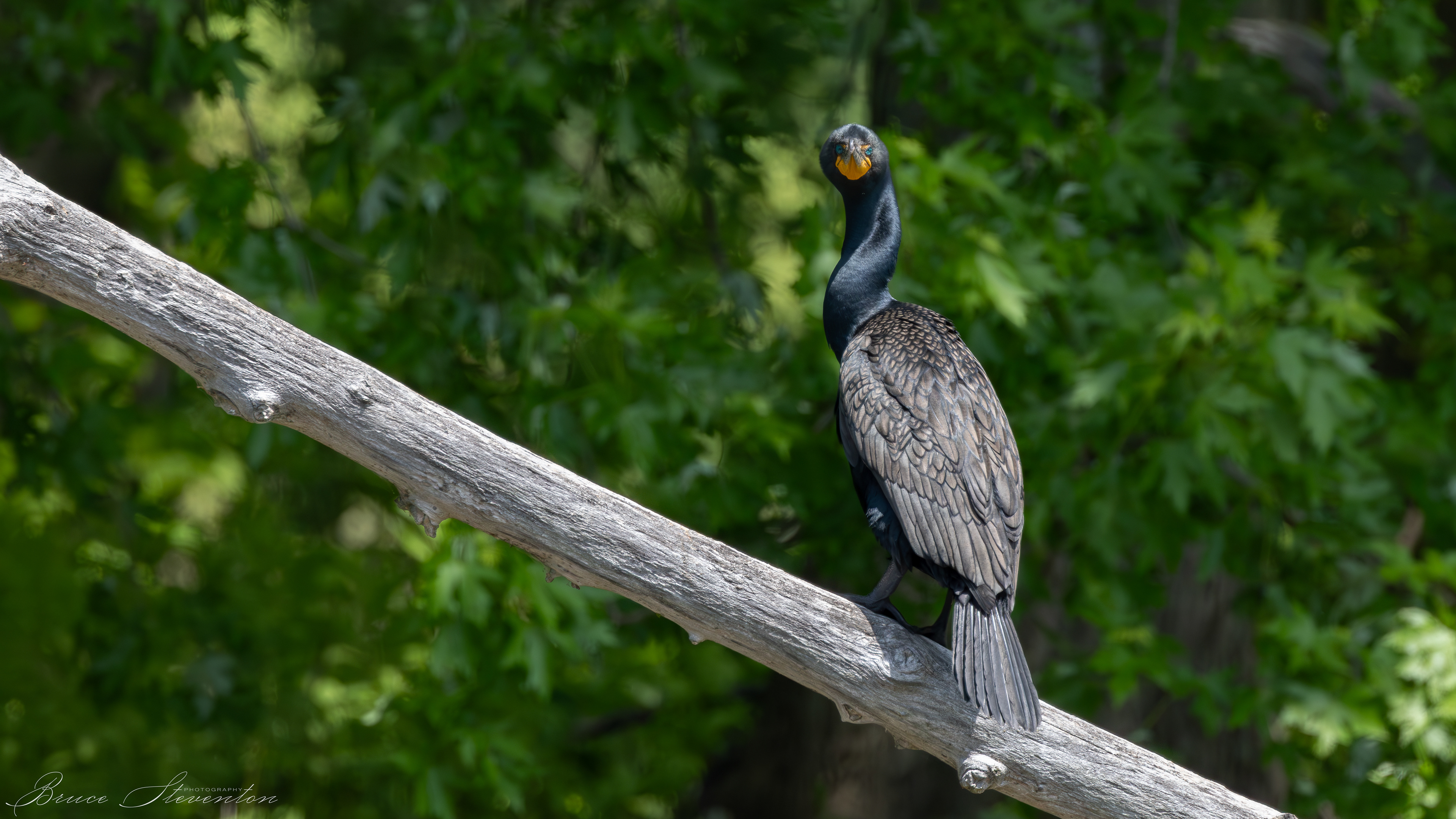 Double-crested Cormorant