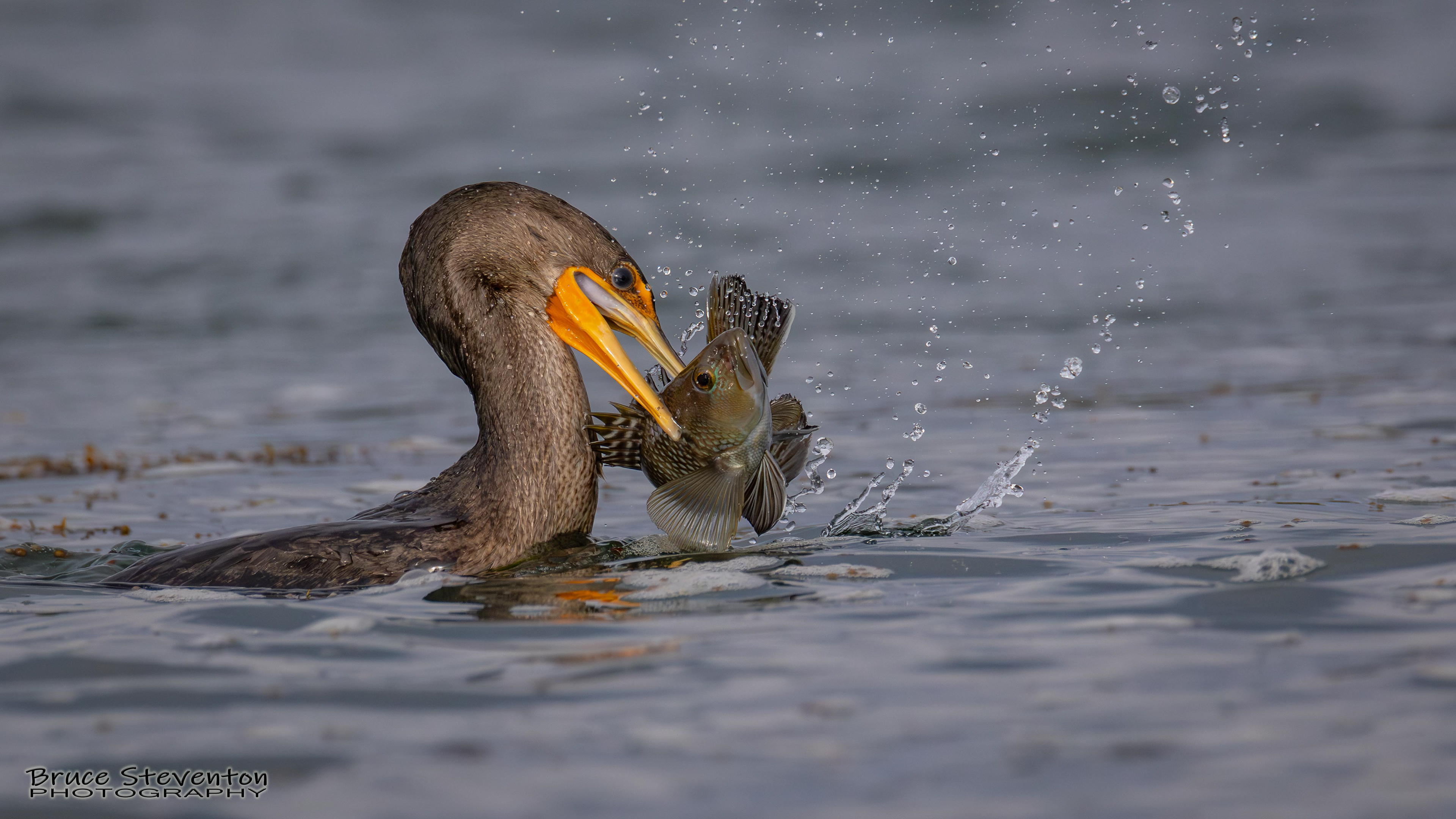 Double-crested Cormorant