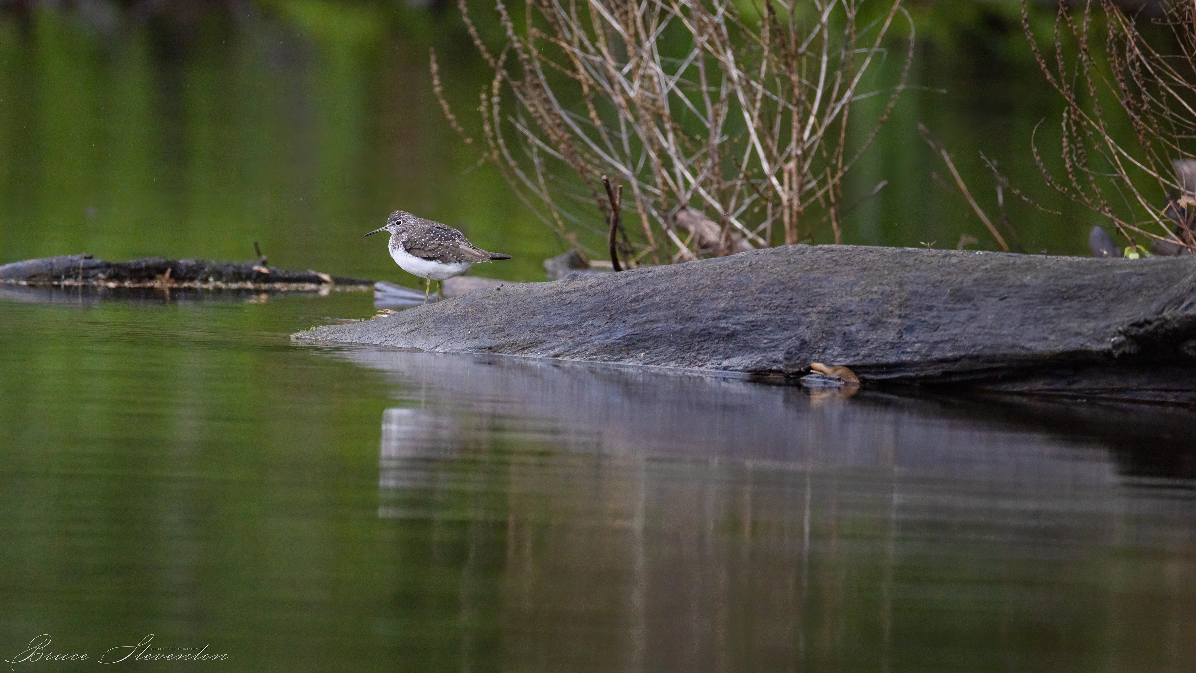 Solitary Sandpiper