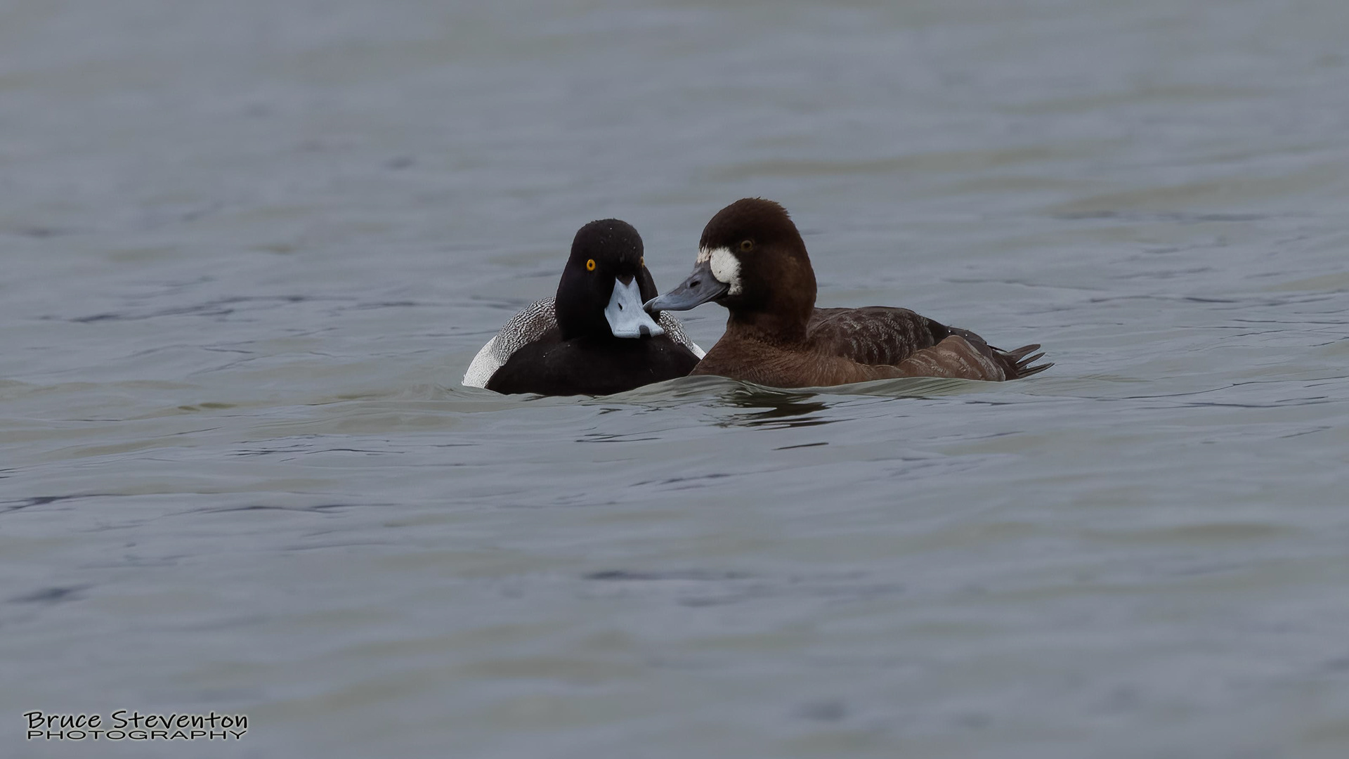 Greater Scaup - Addison, VT