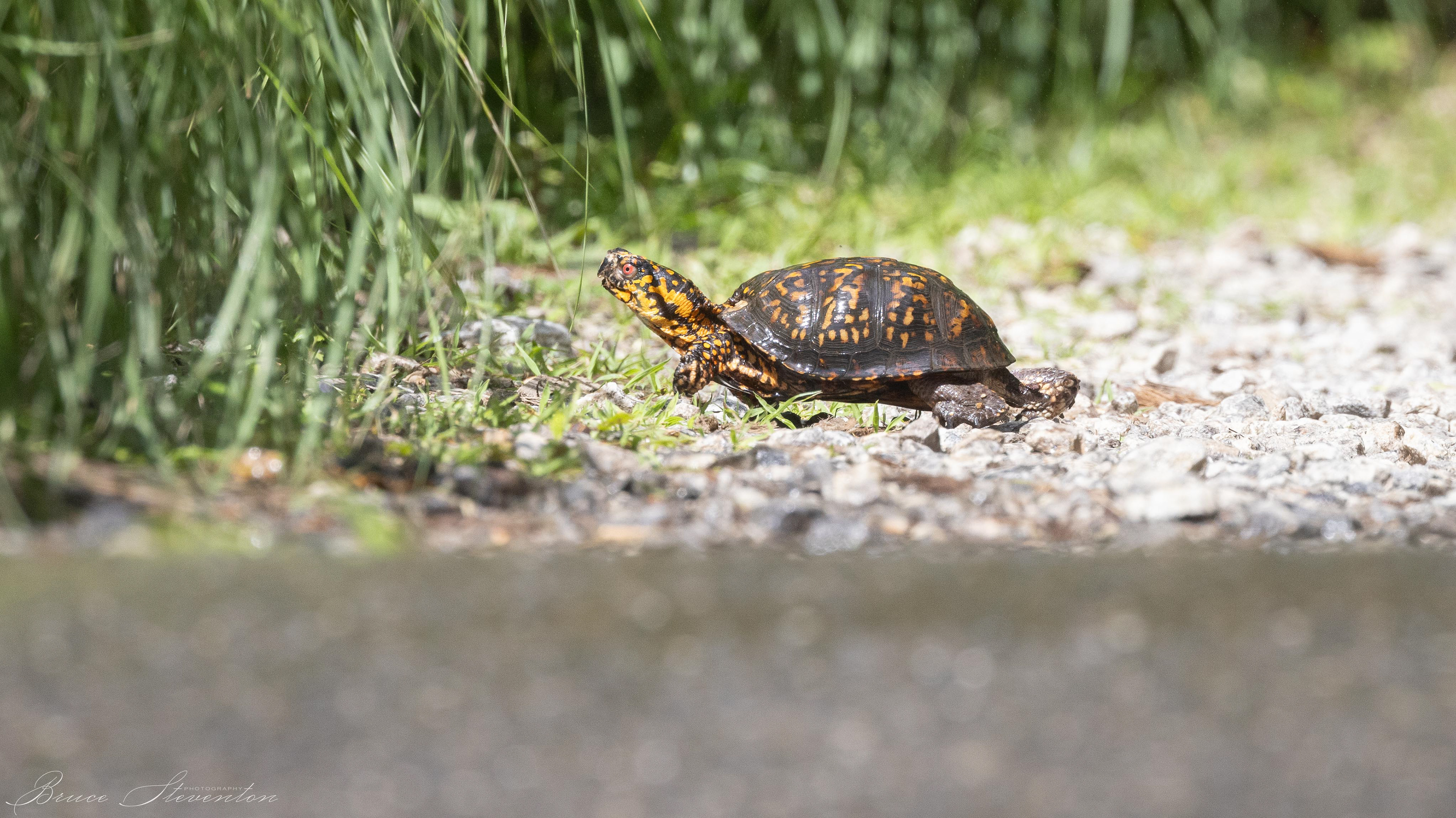 Painted Turtle- North Carolina Arboretum