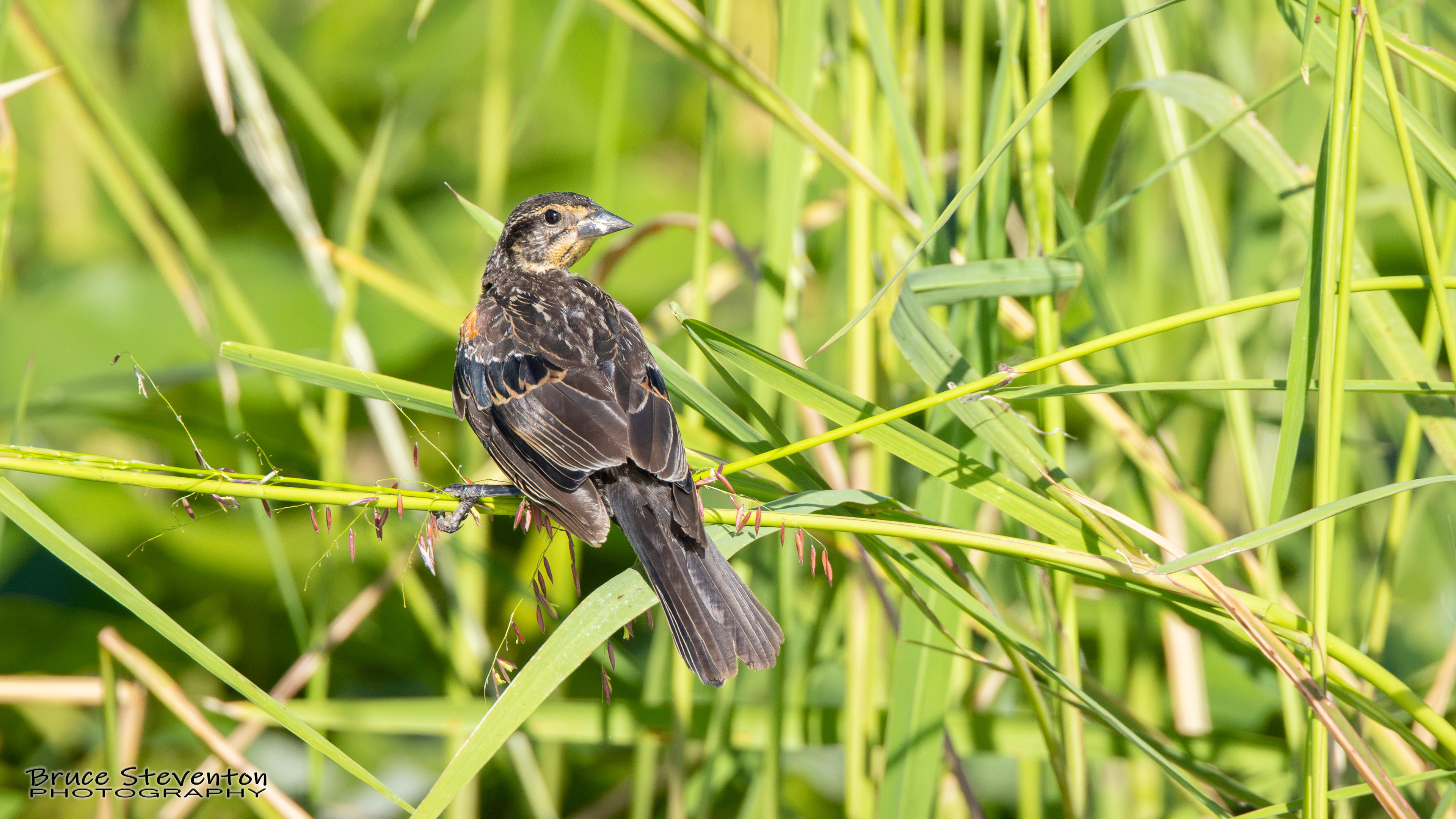 Red-winged Blackbird
