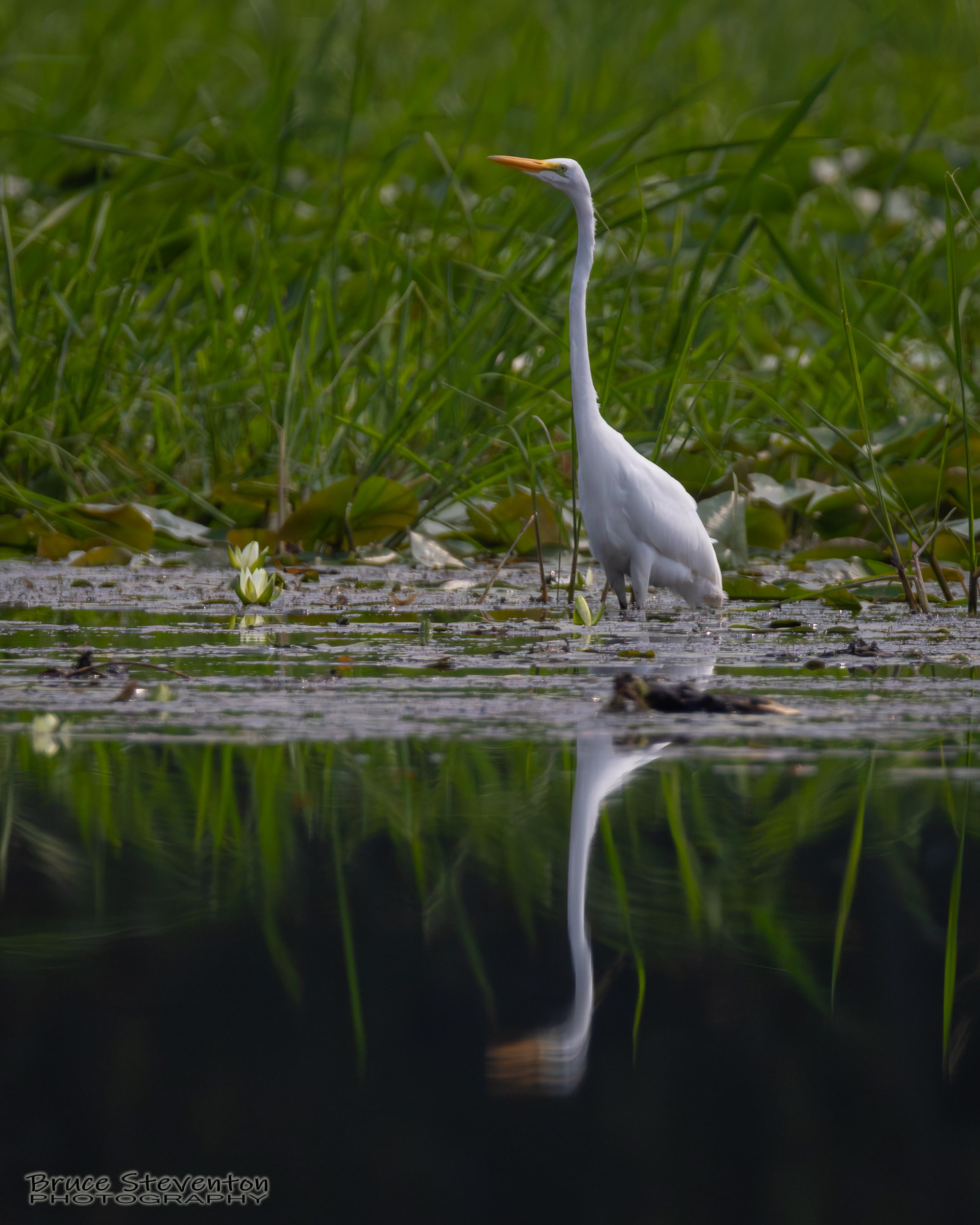 Great Egret
