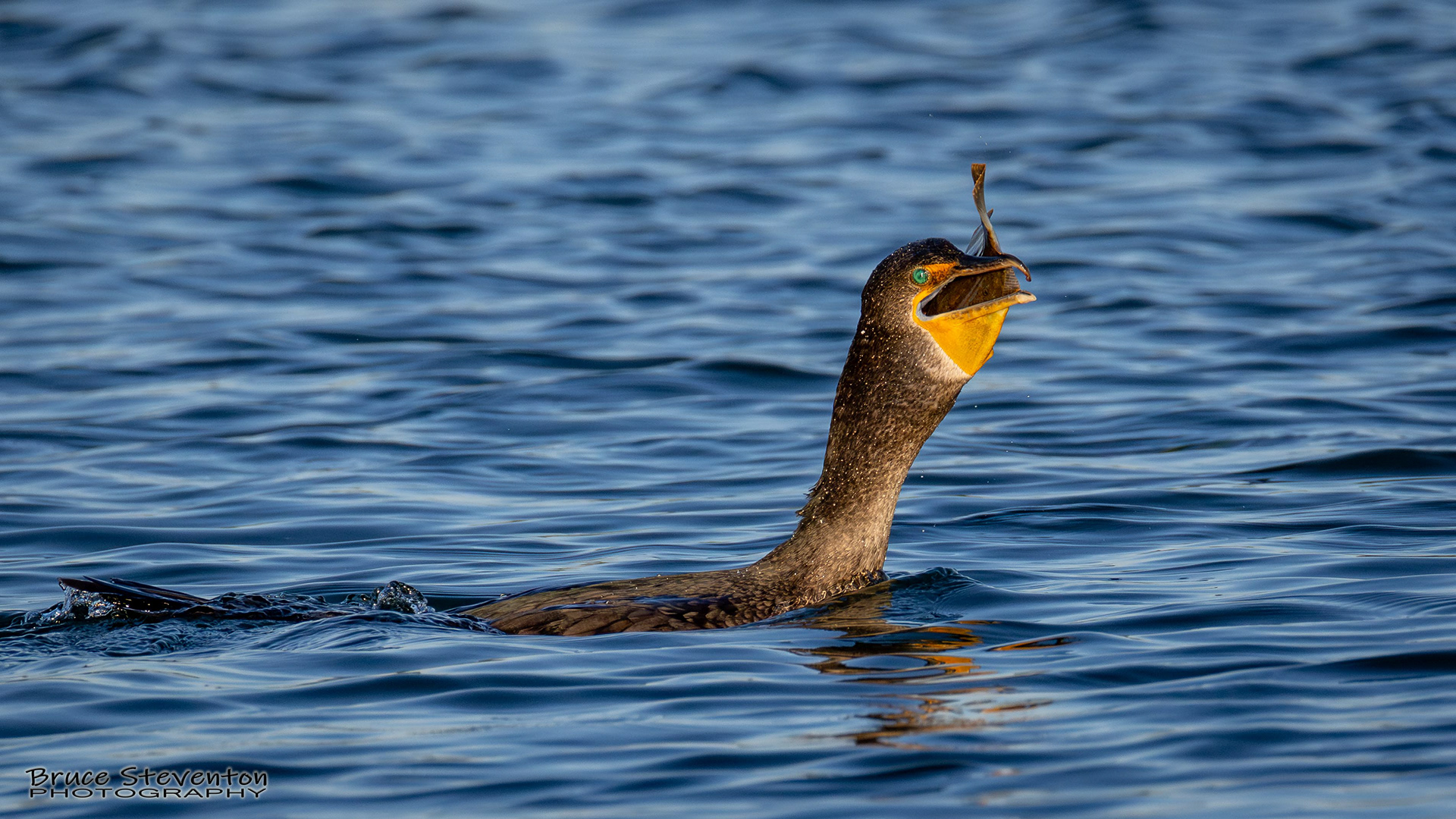 Double-crested Cormorant