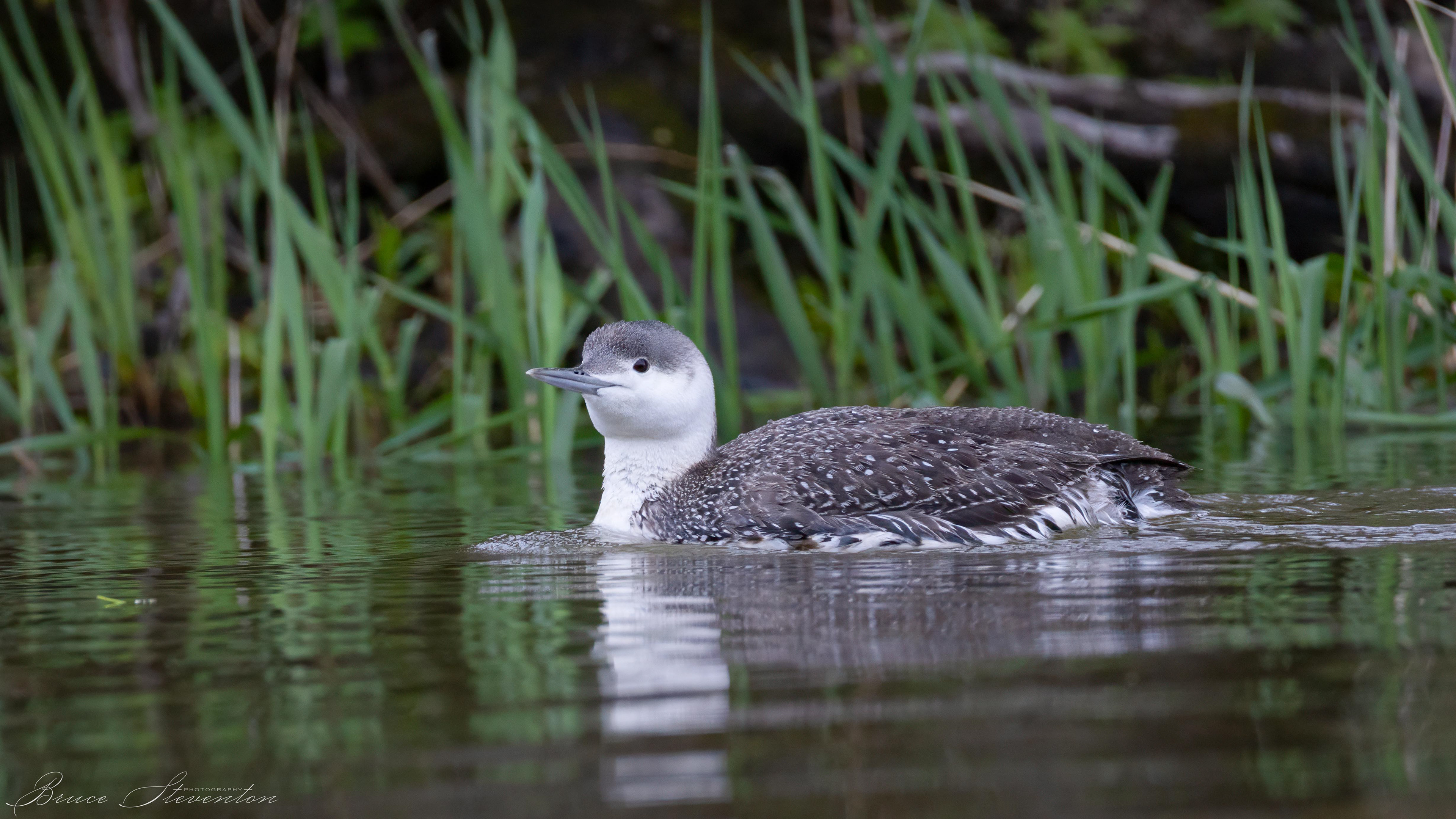 Red-throated Loon