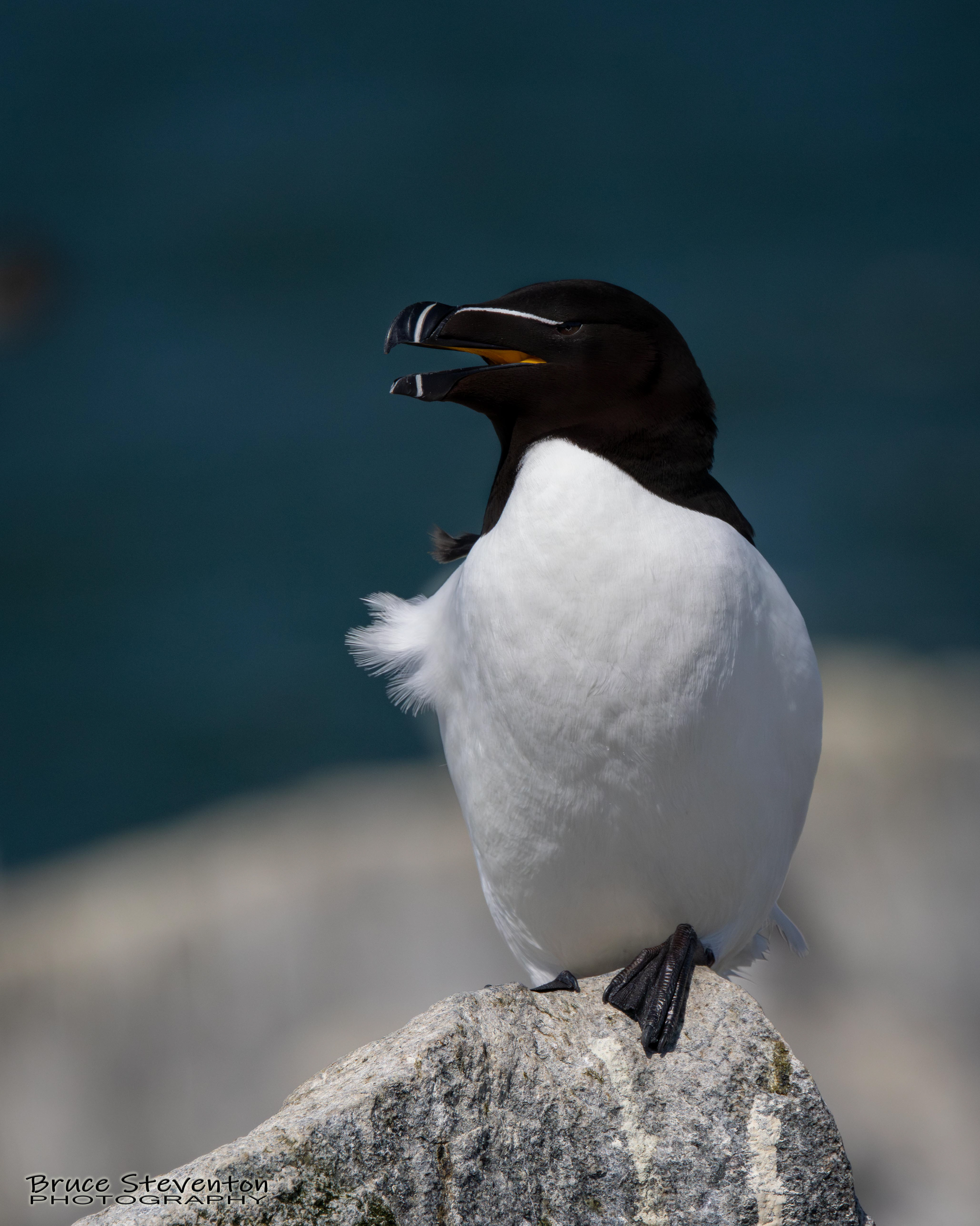 Razorbill