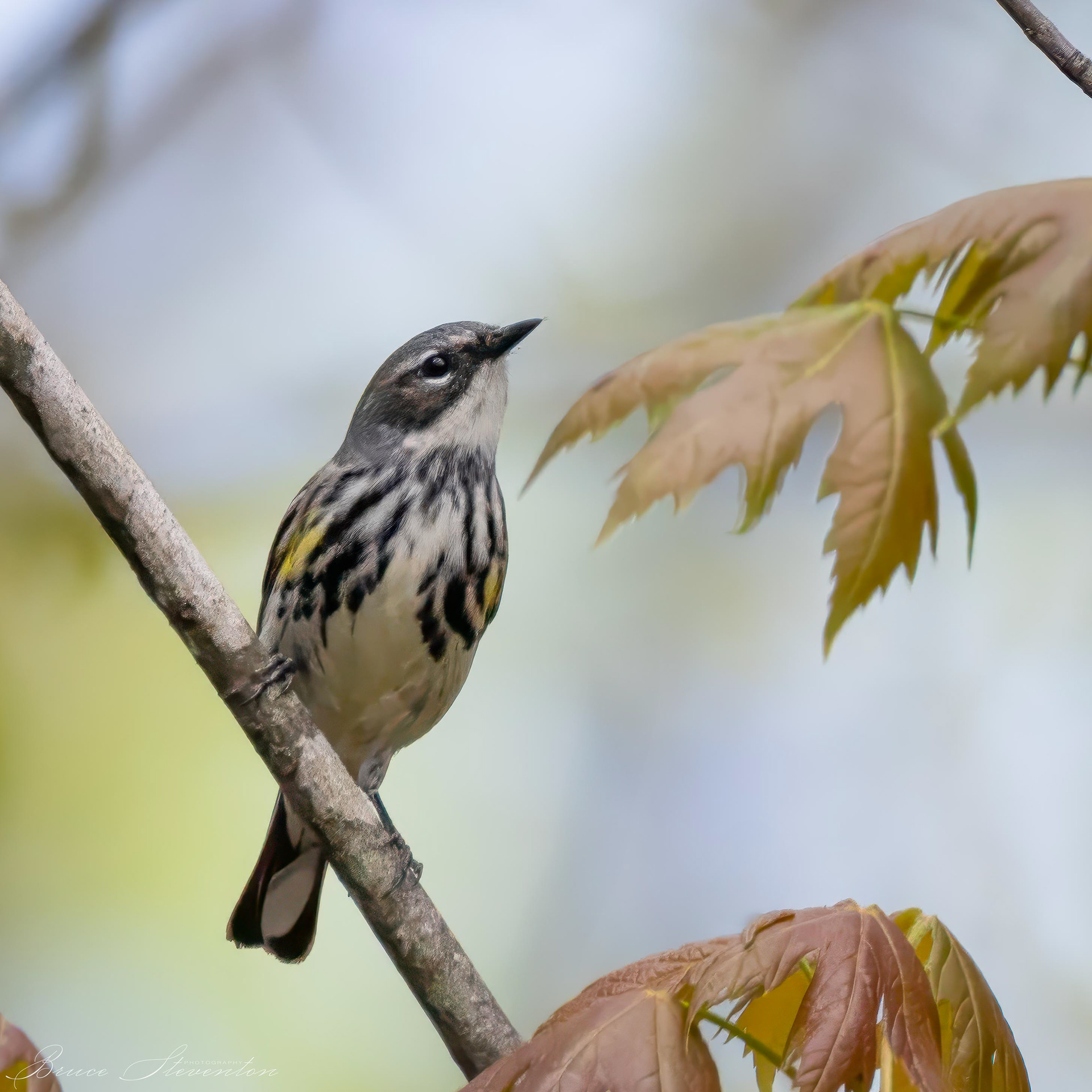 Yellow-rumped Warbler