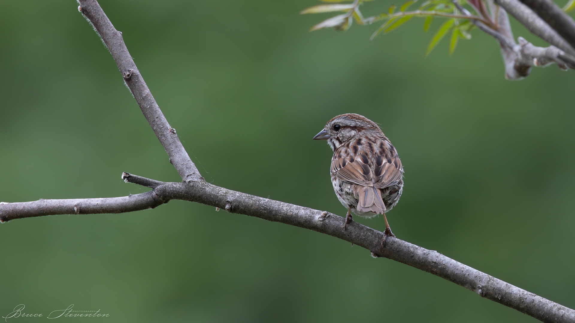 Song Sparrow