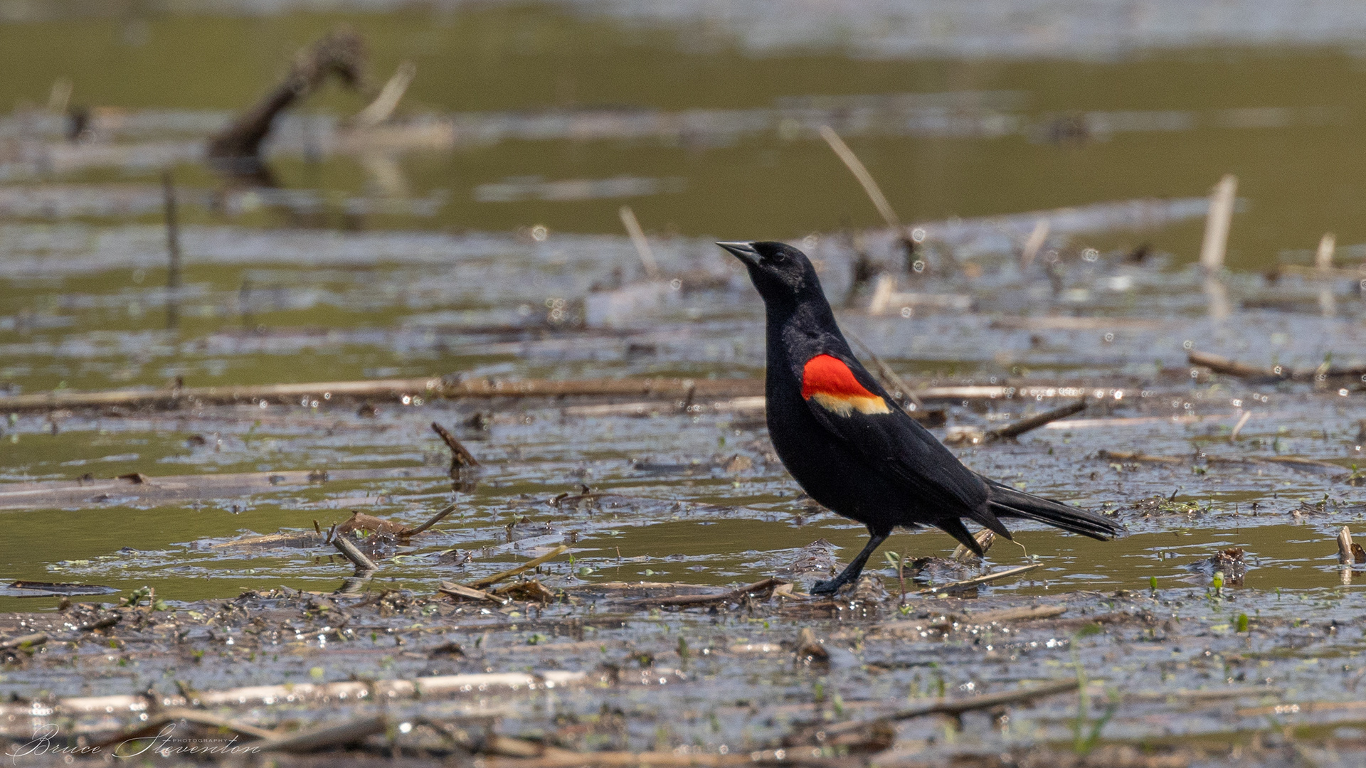 Red-winged Blackbird