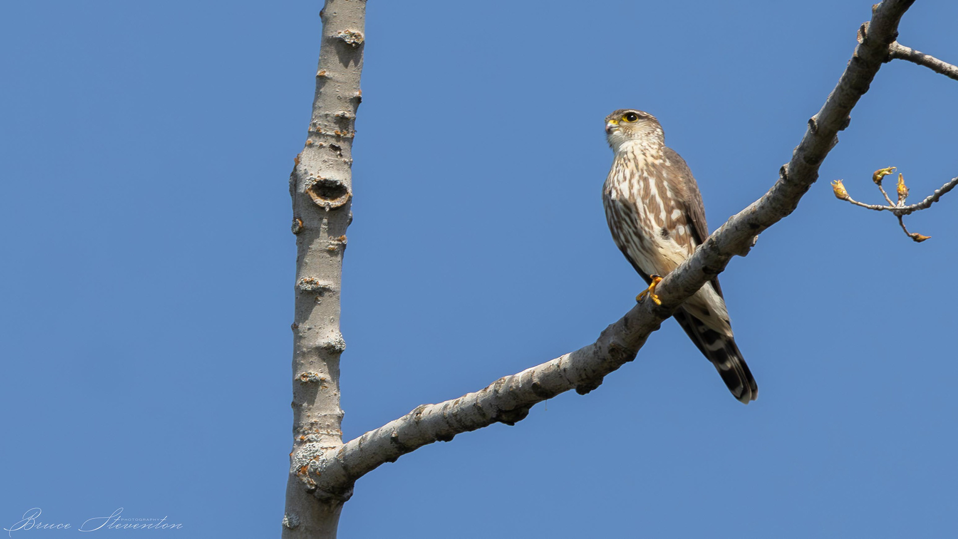 Merlin - Shoreham, VT