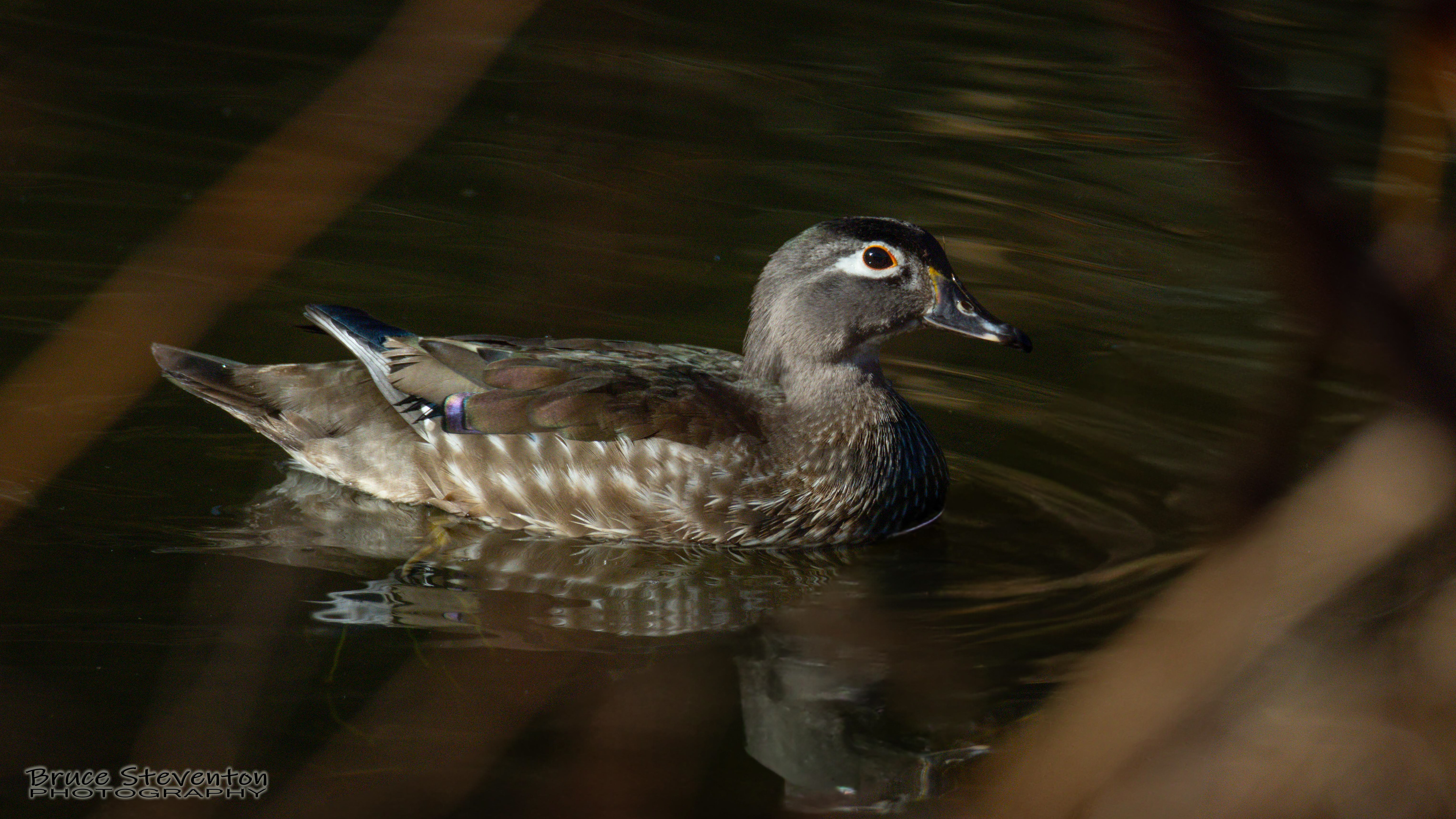 Wood Duck - Rochester, VT
