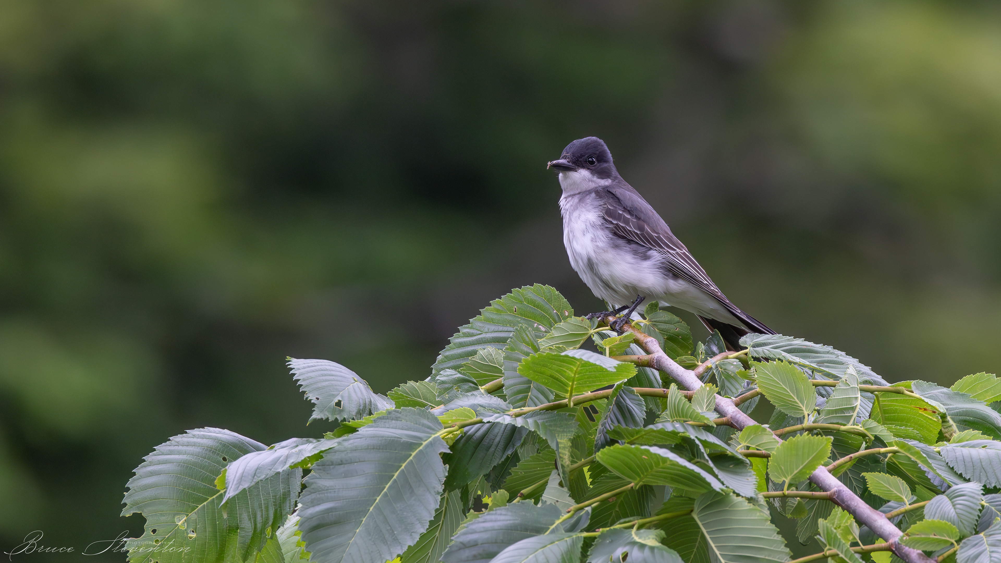 Kingbird