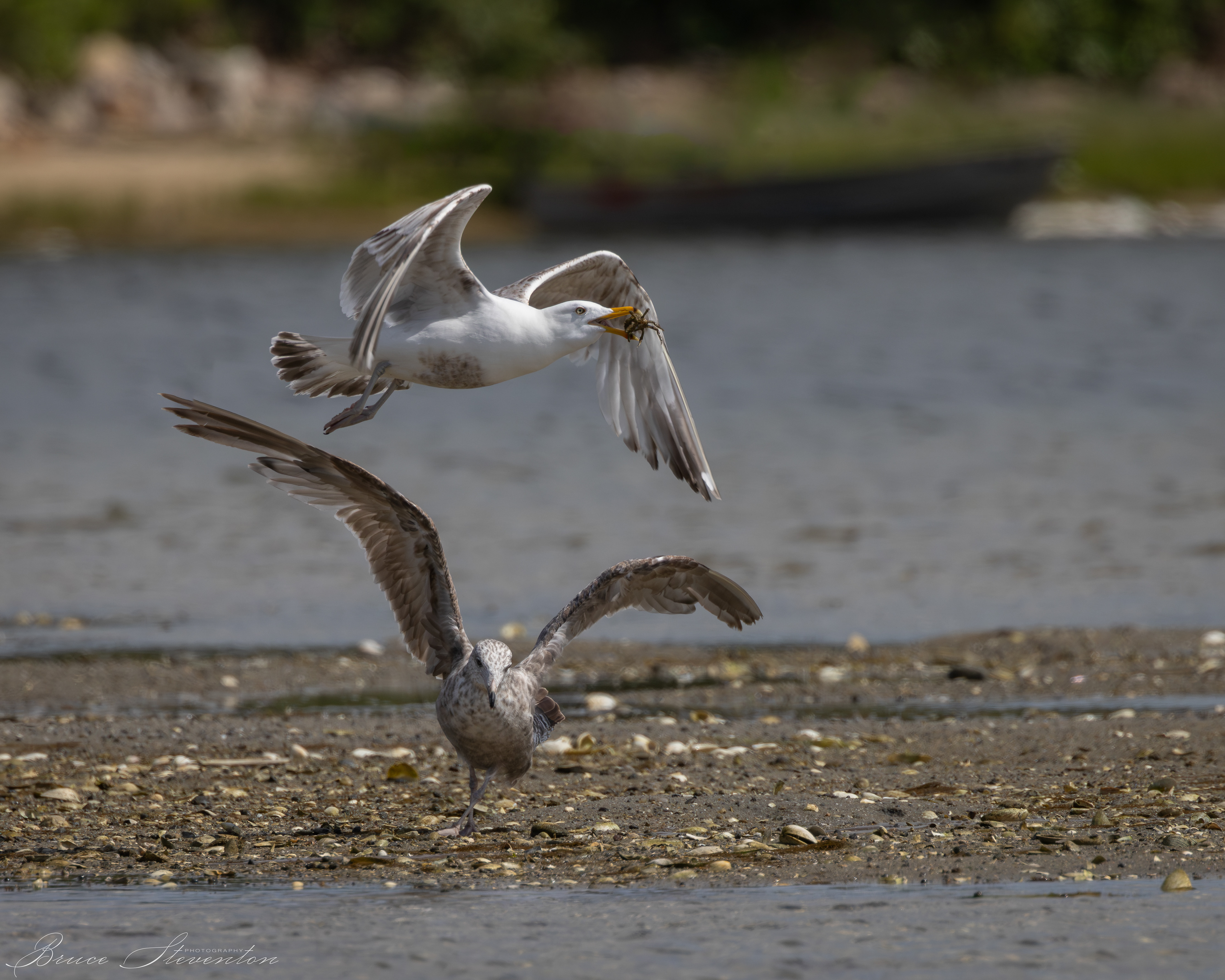 Herring Gull