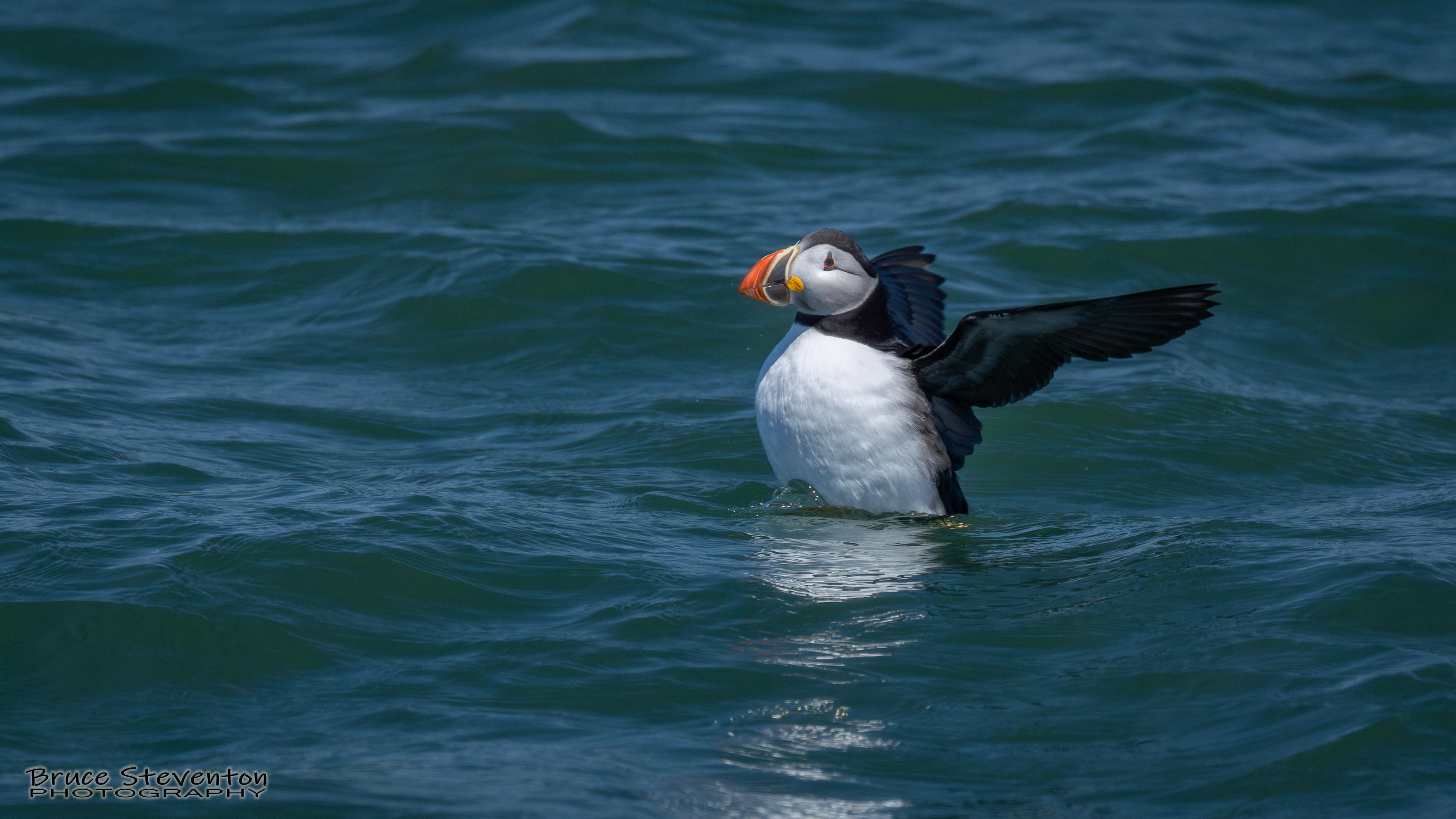 Atlantic Puffin