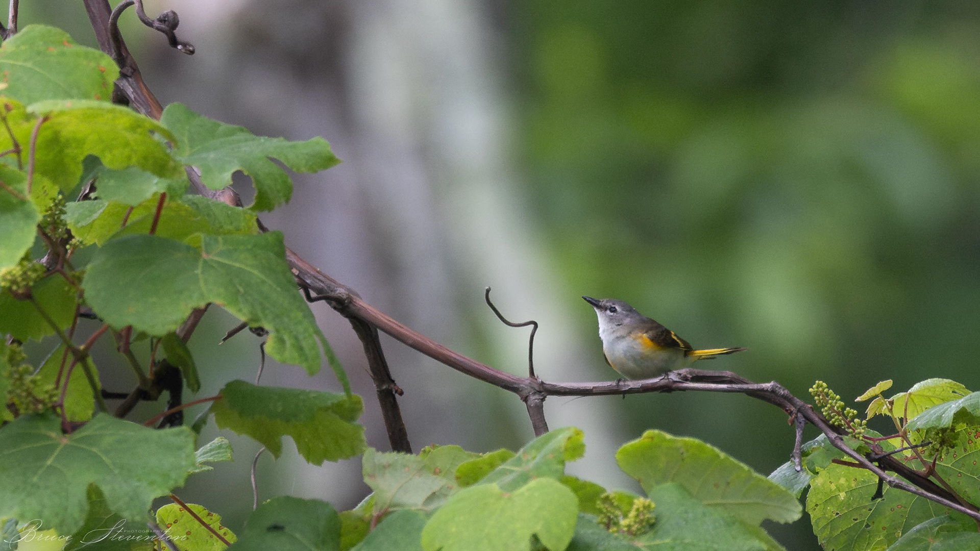 Redstart (F) - Blue Ridge Parkway