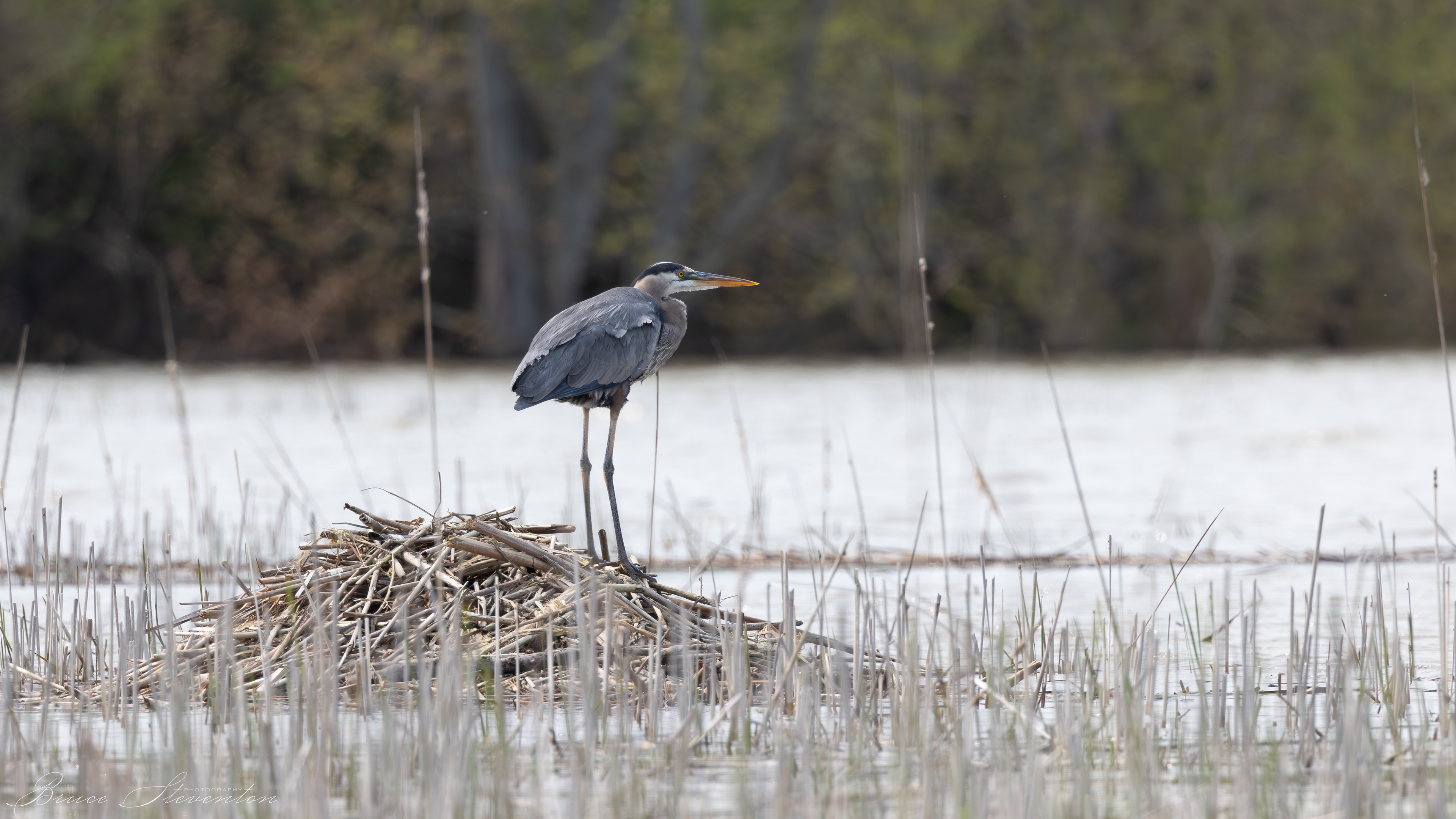 Great Blue Heron