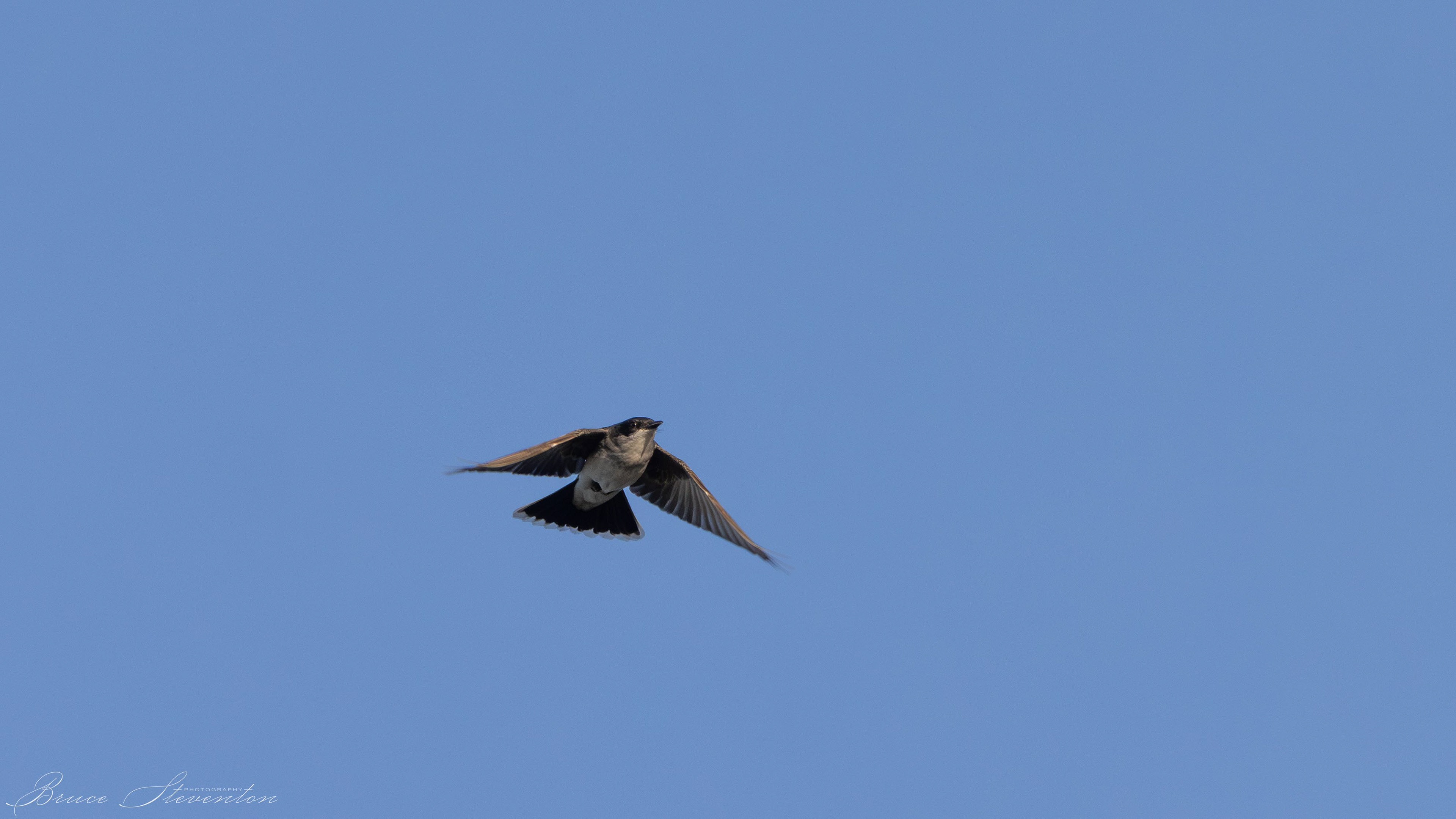 Kingbird