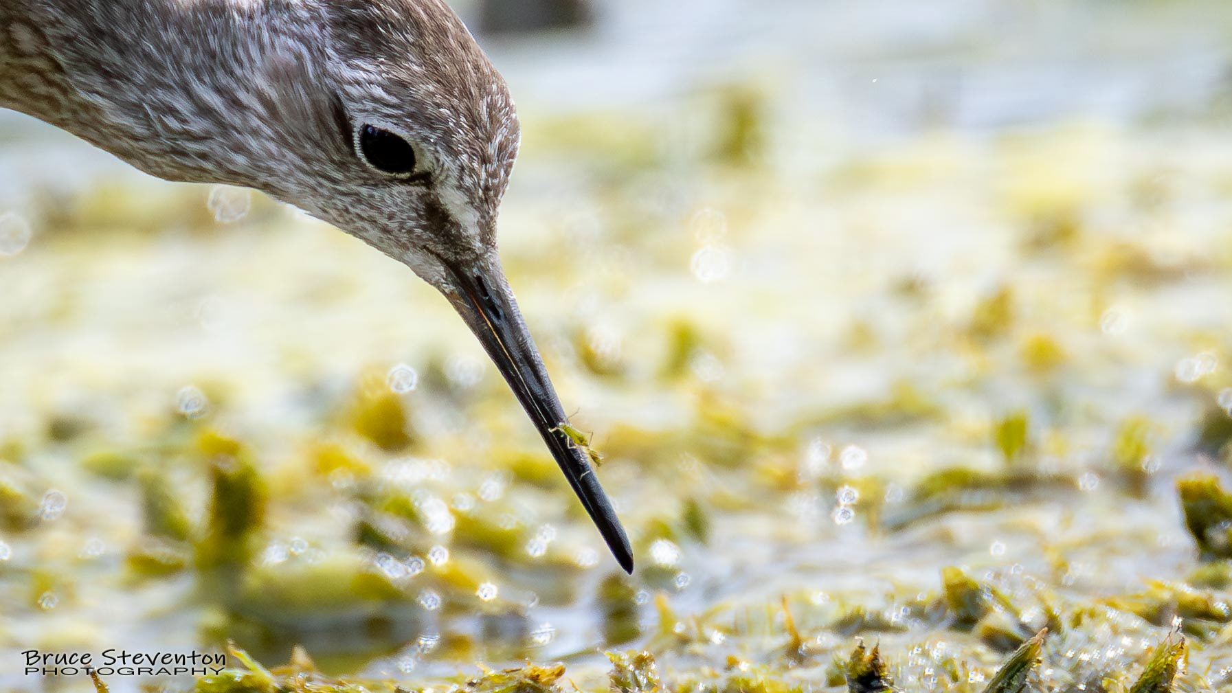 Lesser Yellowlegs