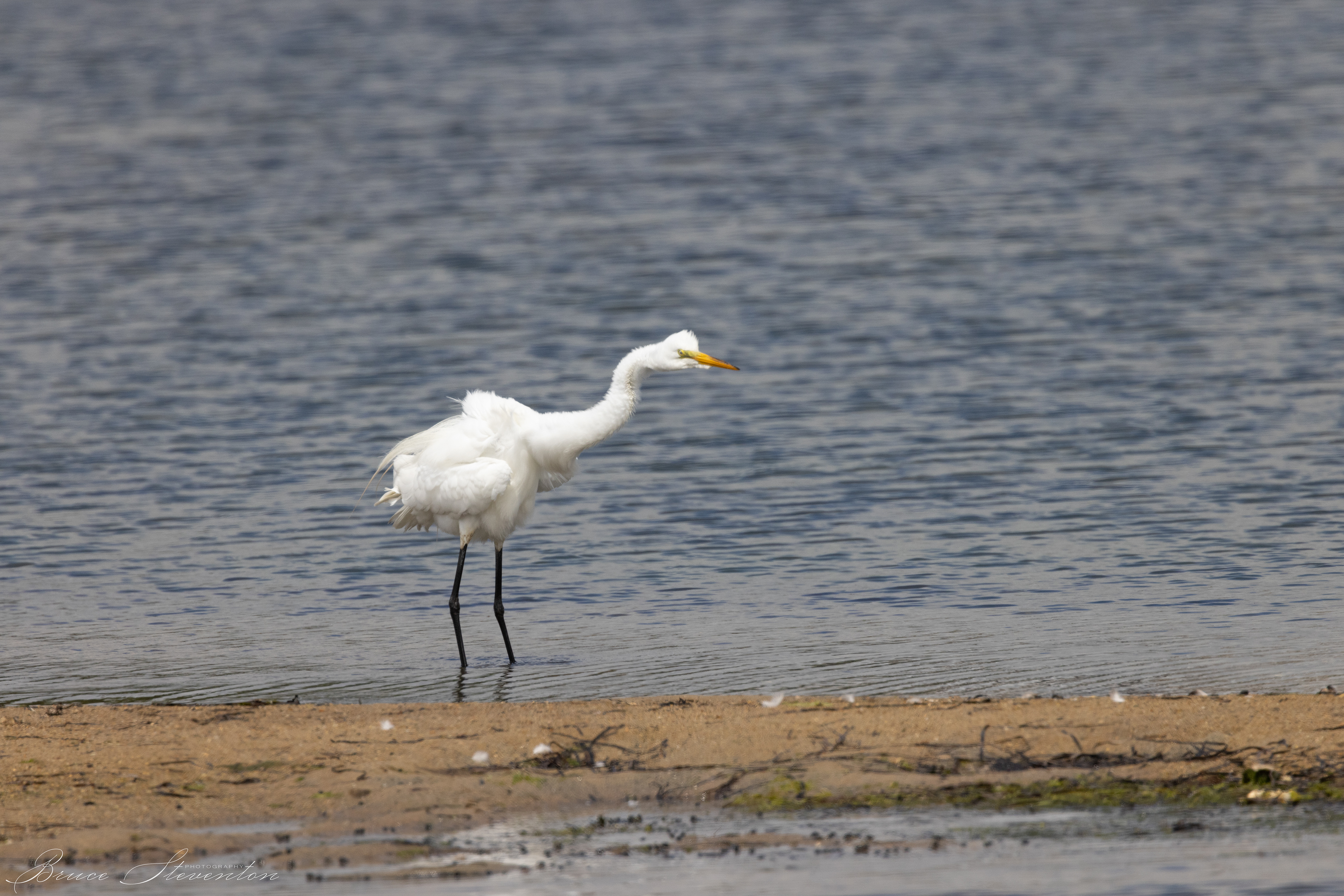 Great Egret