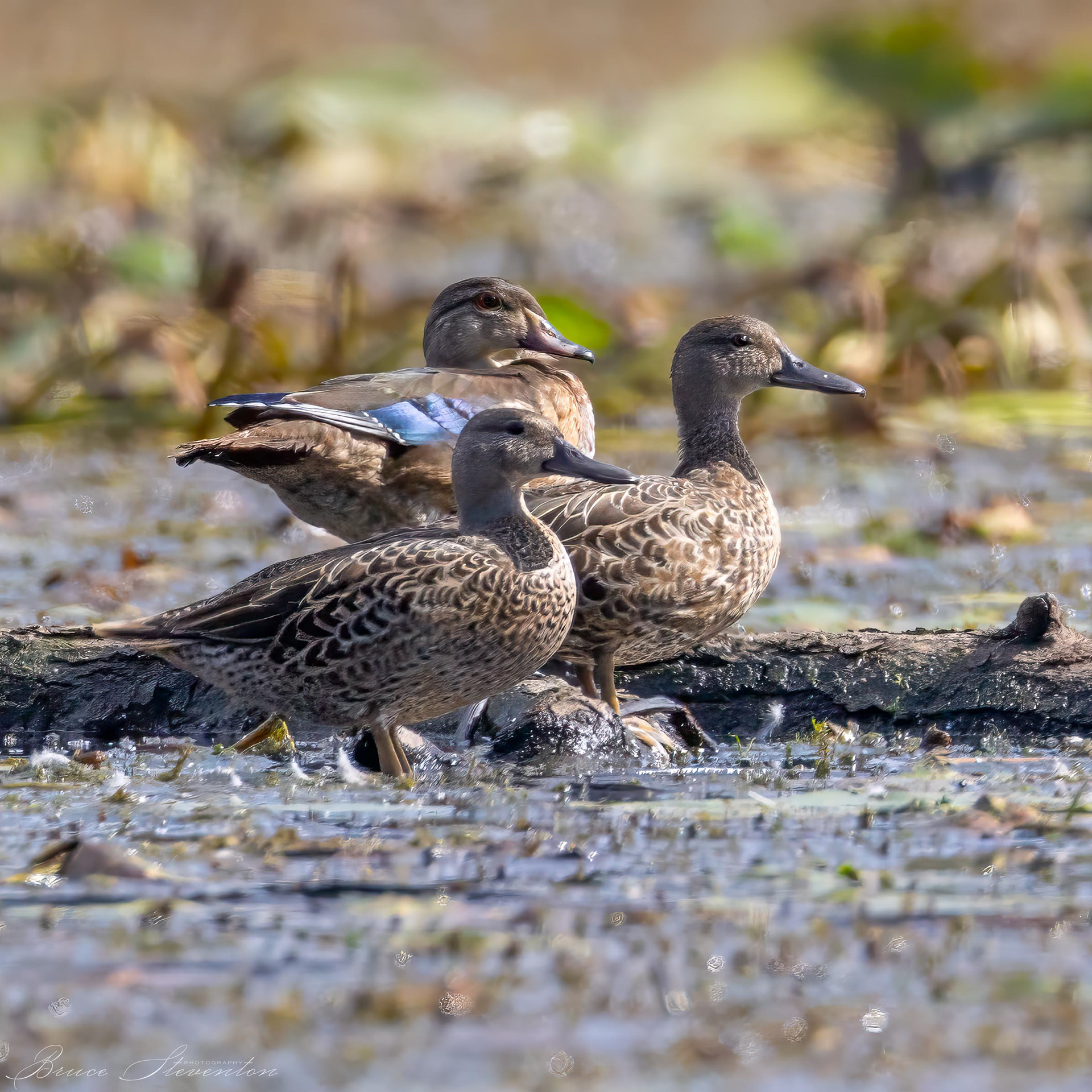 Wood Duck & Green-winged Teal