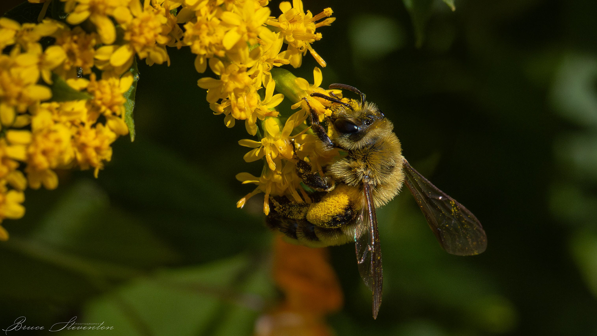 Honey bee on Goldenrod