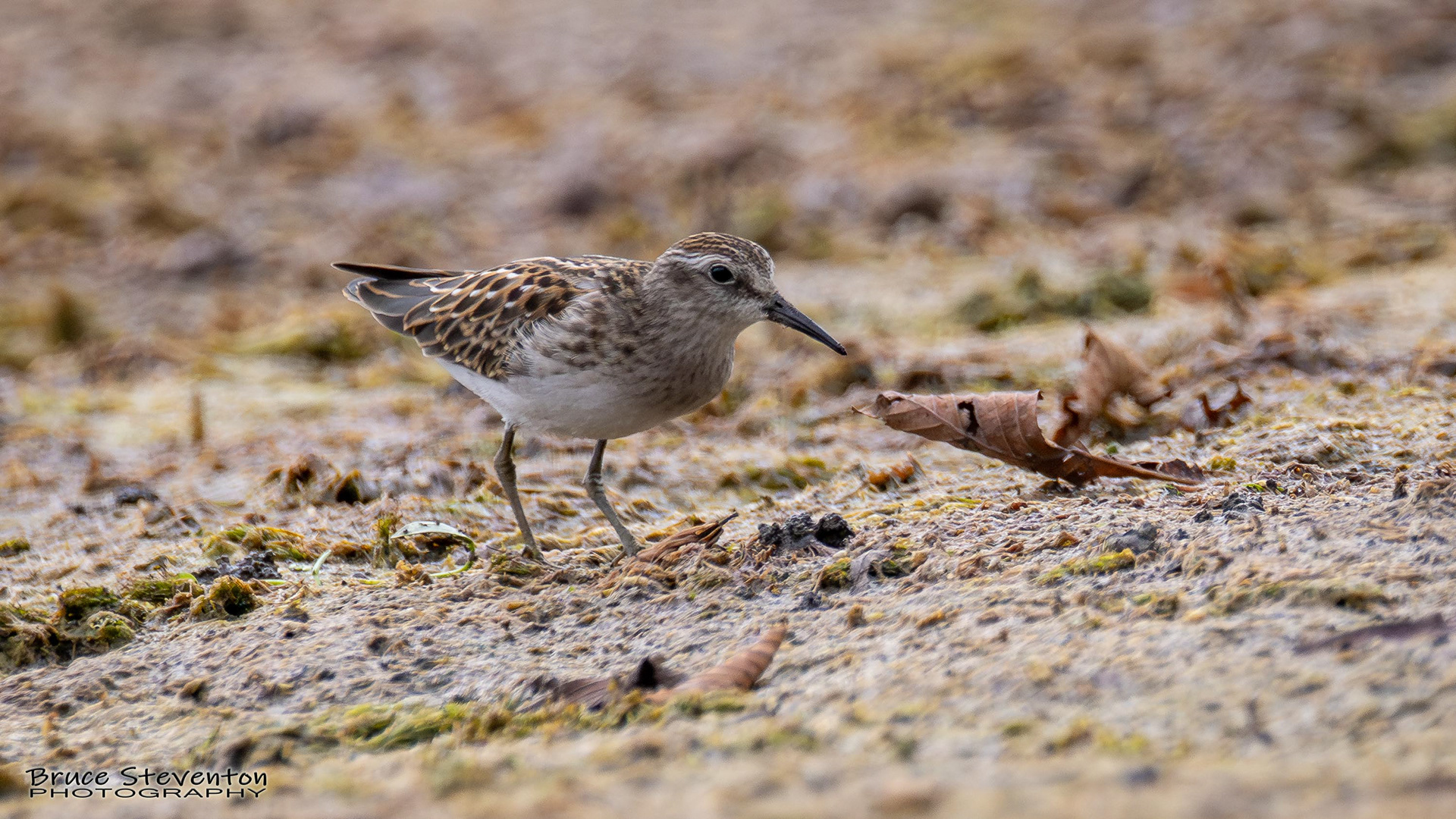 Least Sandpiper