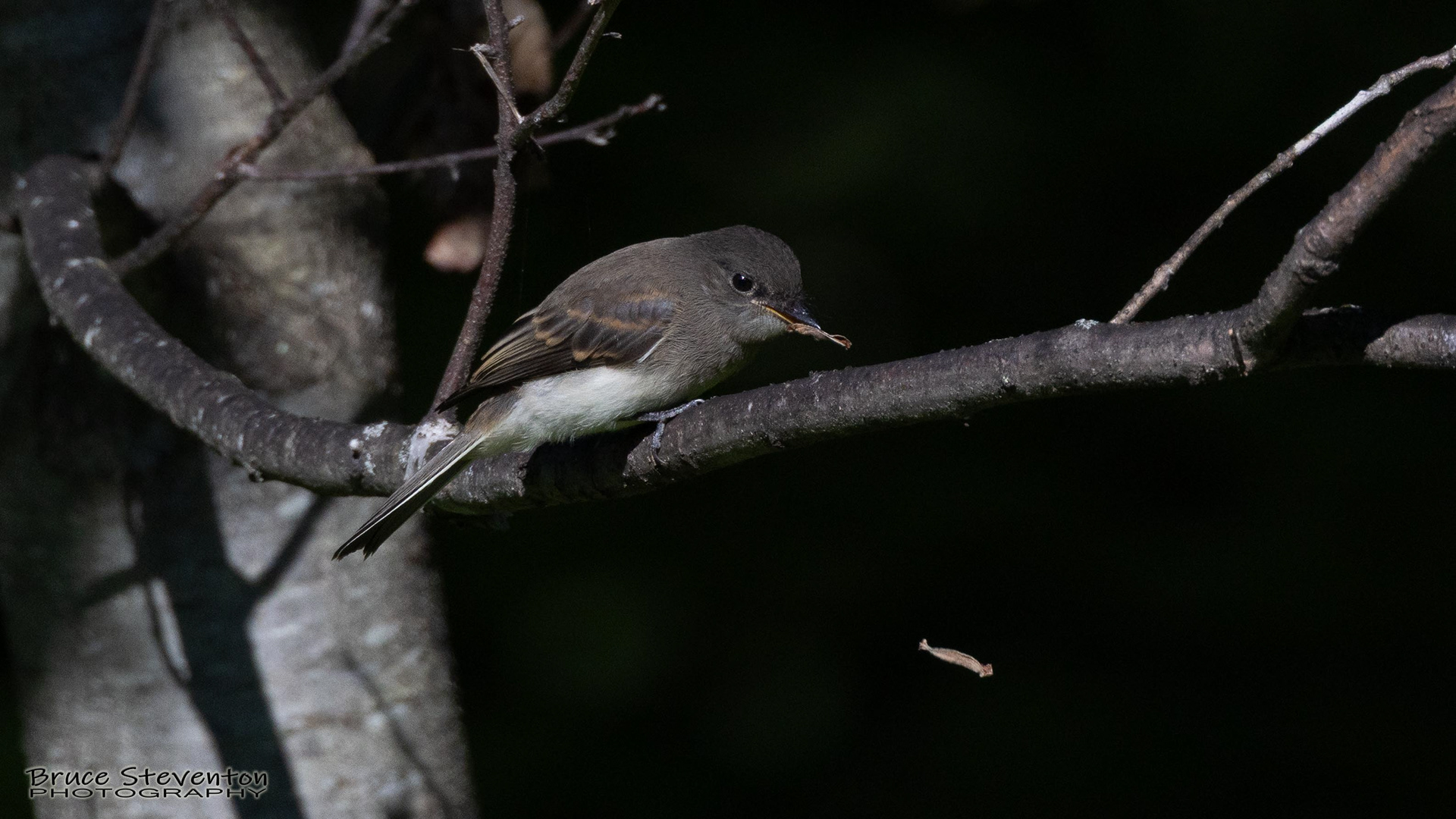 Eastern Phoebe